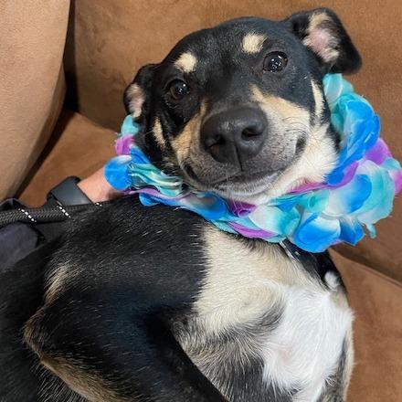 Enlarge ROCO (473), a Adoptable mixed breed in Indiantown, FL image 6/6