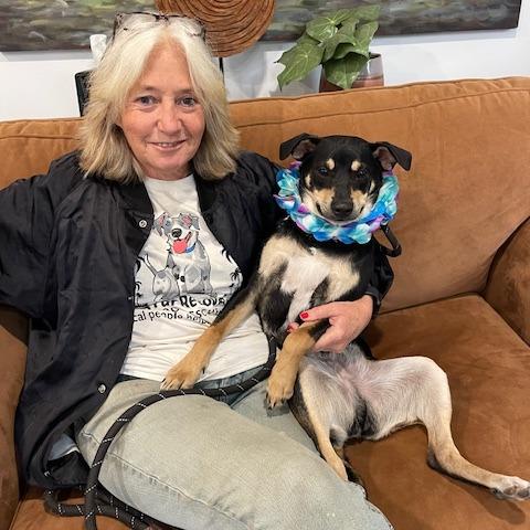 ROCO (473), Adoptable, Young Male Terrier & Mixed Breed.