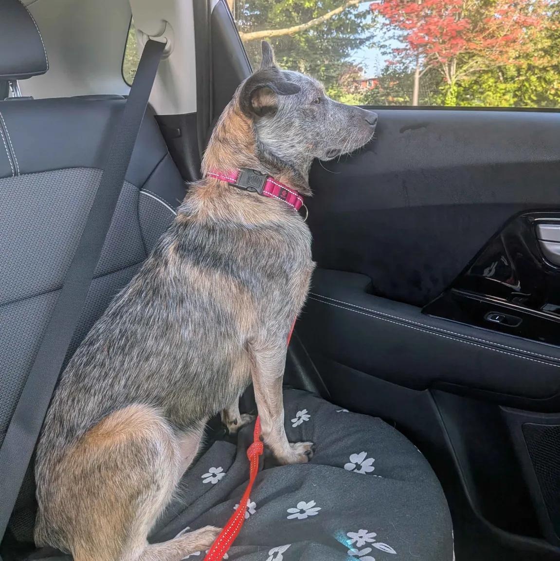 Enlarge Sabrina - PENDING ADOPTION, a Adoptable mixed breed in Mount Vernon, WA image 2/6