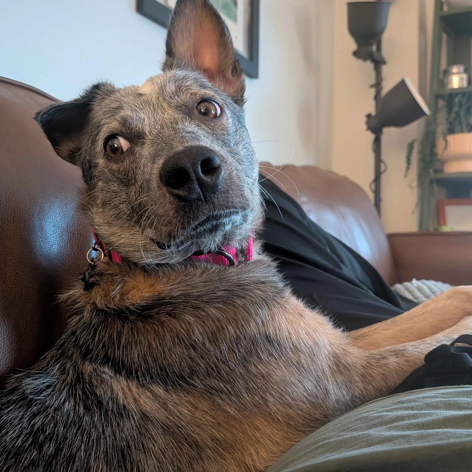 Enlarge Sabrina - PENDING ADOPTION, a Adoptable mixed breed in Mount Vernon, WA image 3/6