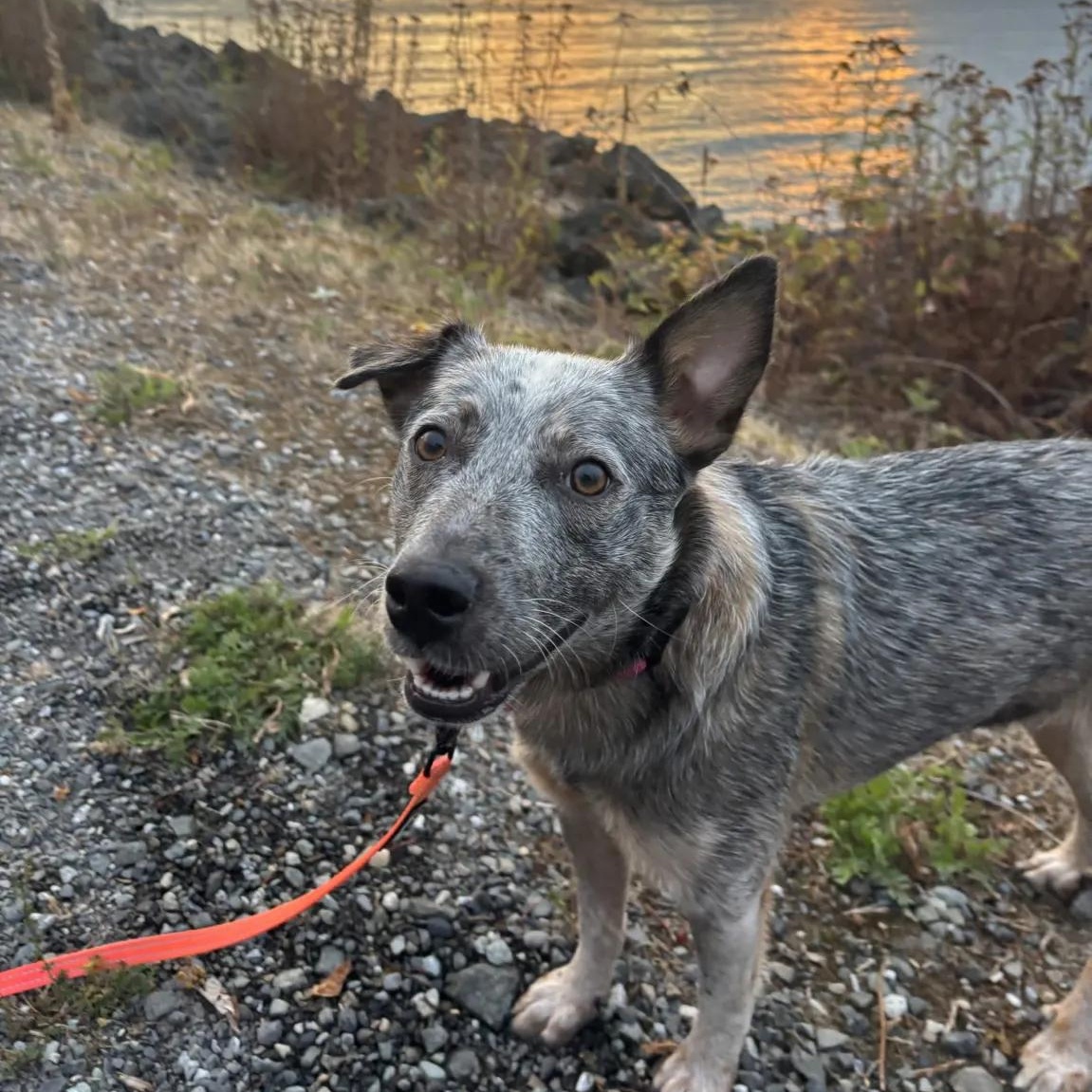 Enlarge Sabrina - PENDING ADOPTION, a Adoptable mixed breed in Mount Vernon, WA image 1/6