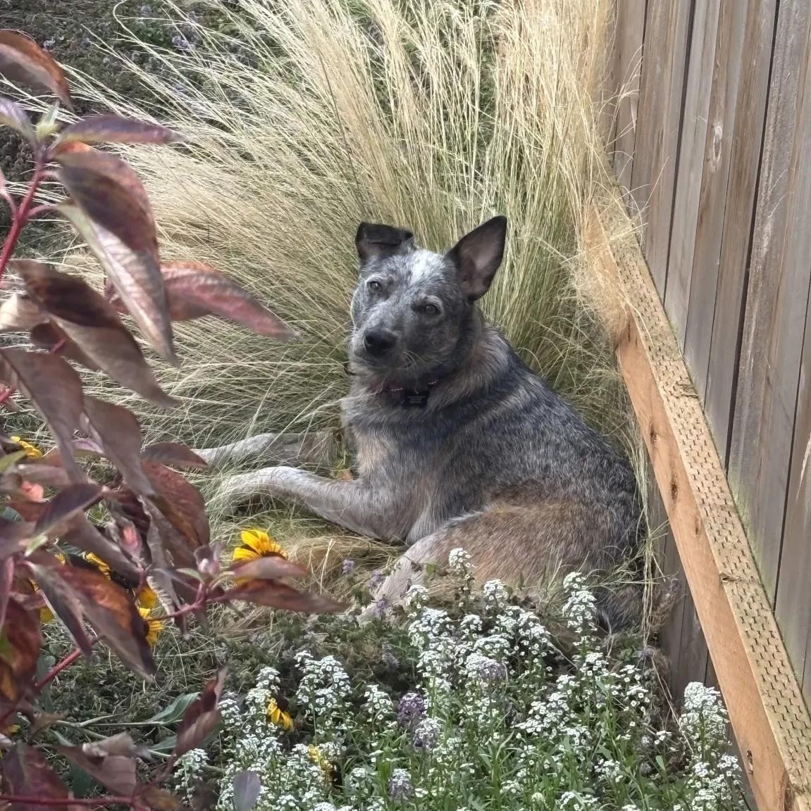 Enlarge Sabrina - PENDING ADOPTION, a Adoptable mixed breed in Mount Vernon, WA image 4/6