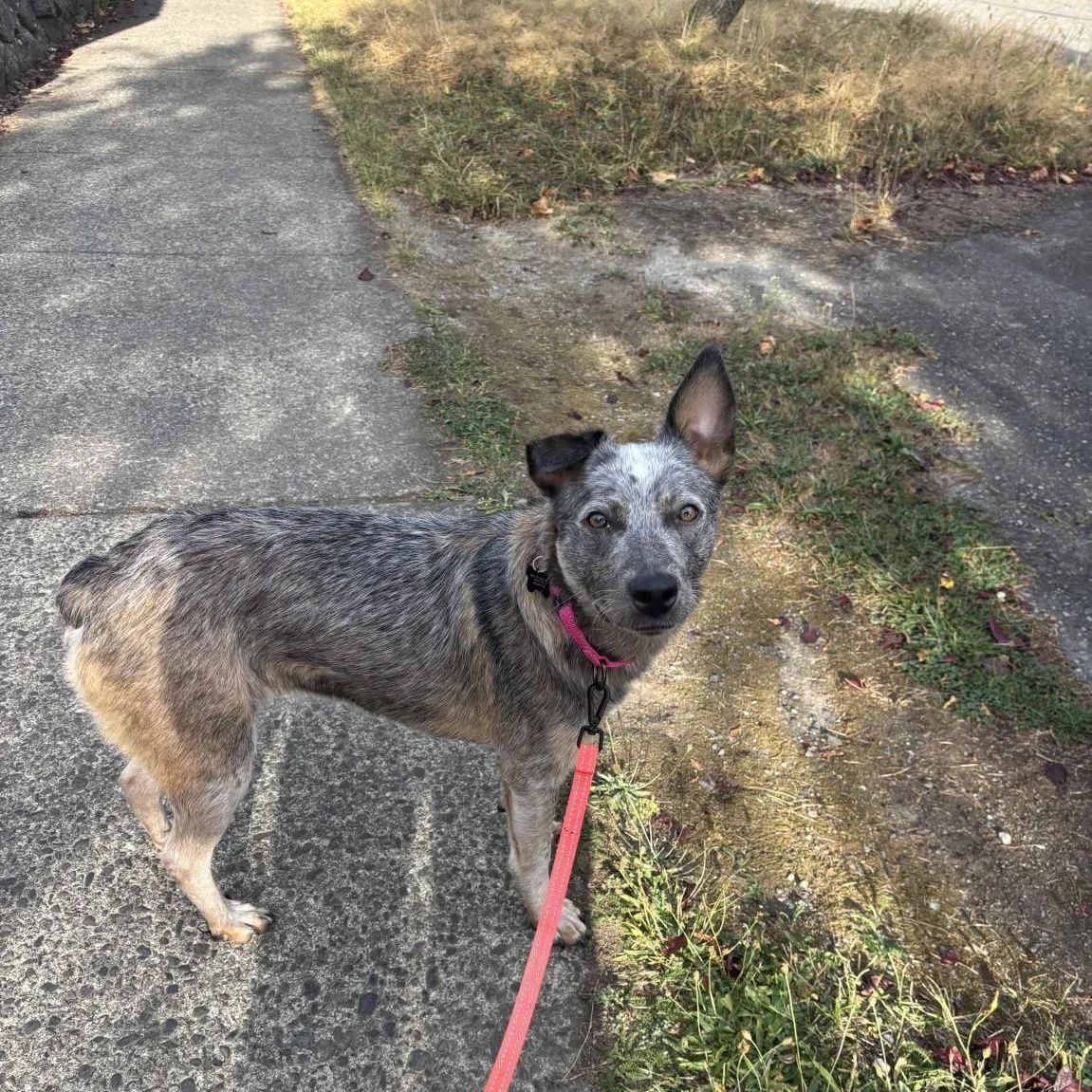 Enlarge Sabrina - PENDING ADOPTION, a Adoptable mixed breed in Mount Vernon, WA image 6/6