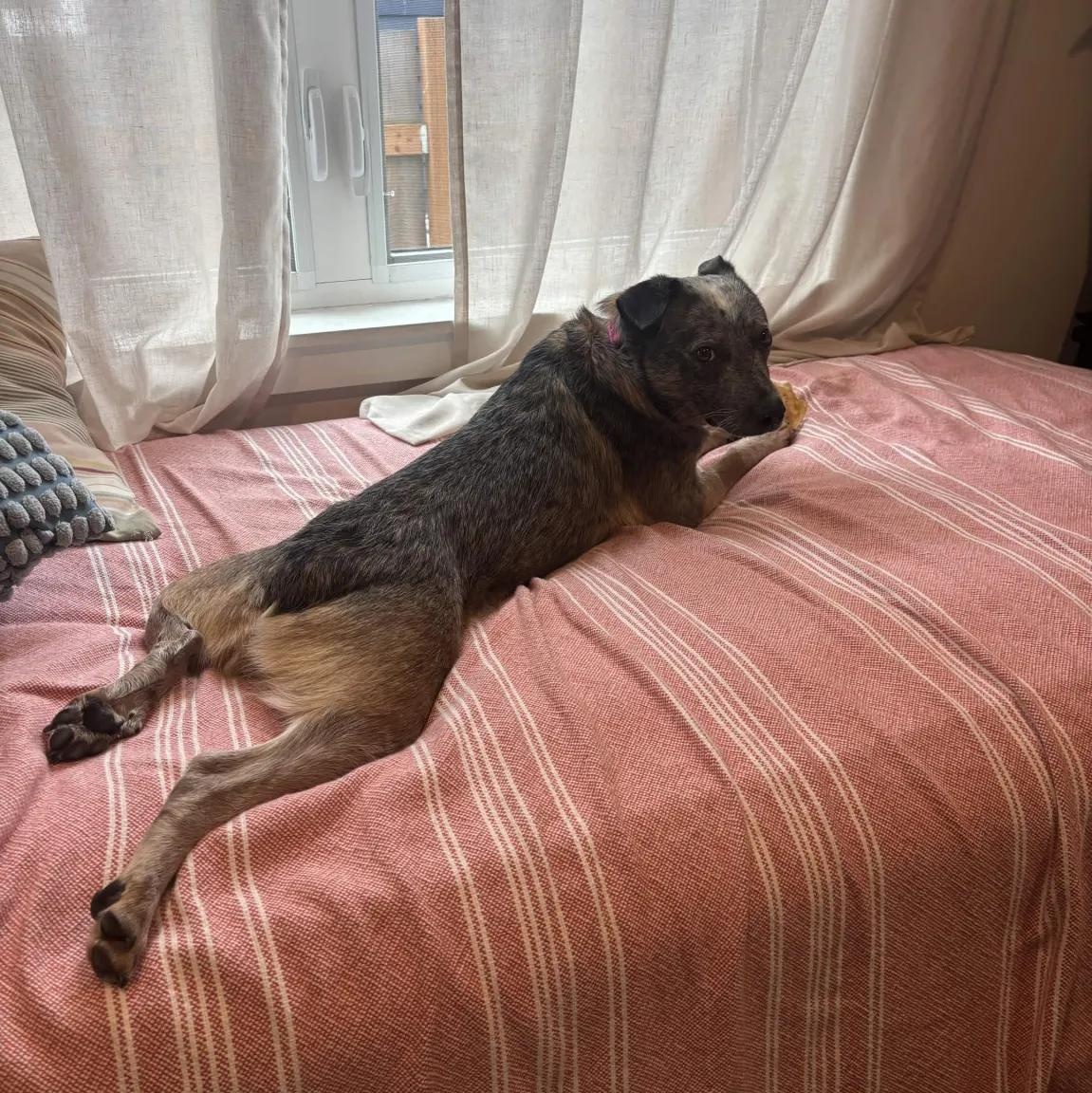 Enlarge Sabrina - PENDING ADOPTION, a Adoptable mixed breed in Mount Vernon, WA image 5/6
