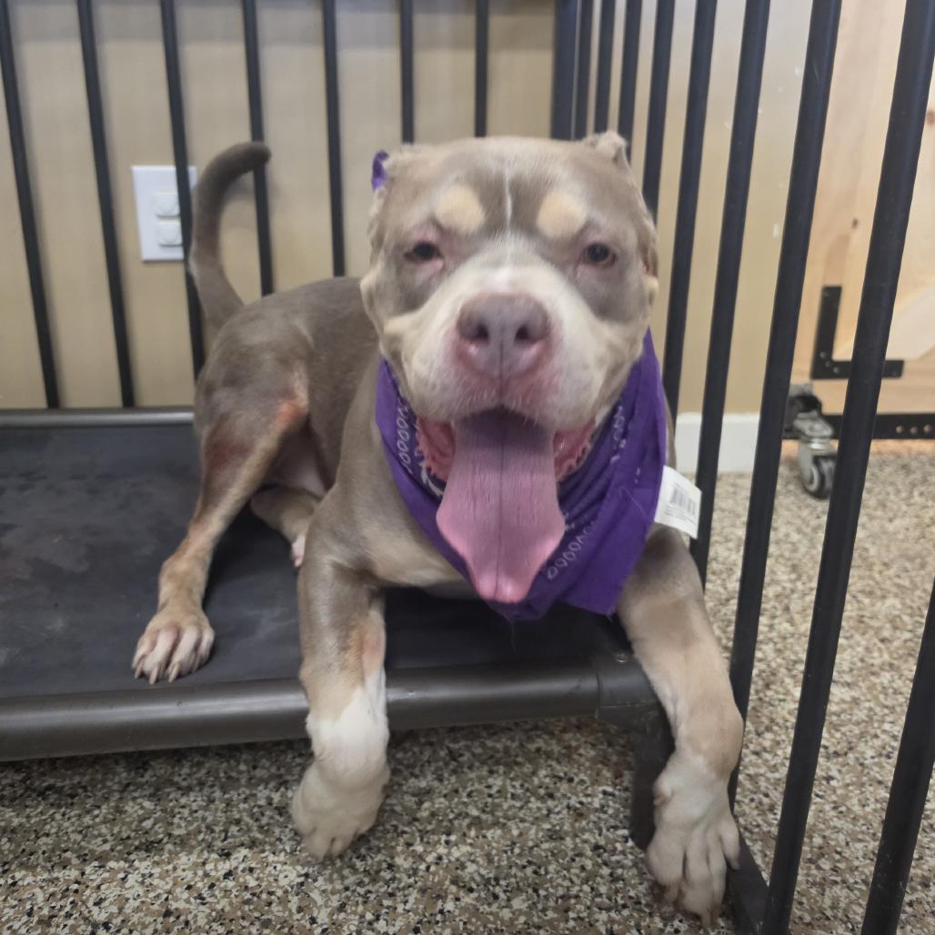 Baby Girl, Adoptable, Adult Female Staffordshire Bull Terrier.