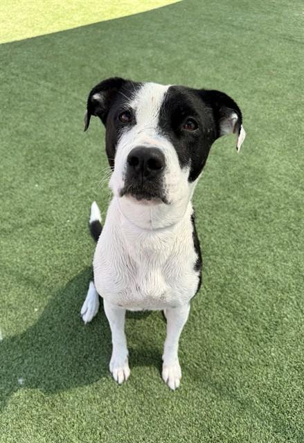PENELOPE PIT, Adoptable, Young Female Pit Bull Terrier & Mixed Breed.