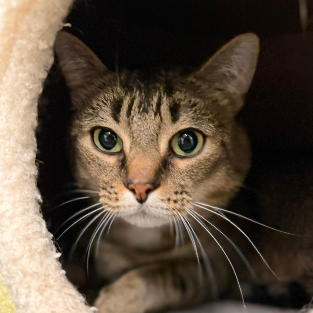 Zero, Adoptable, Adult Male Domestic Short Hair.