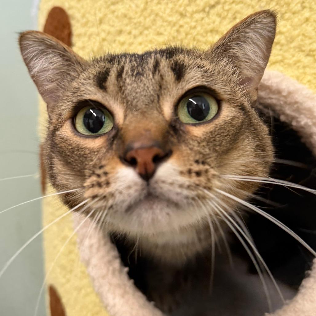 Enlarge Zero, a Adoptable Domestic Short Hair in Pittsford, VT image 2/2