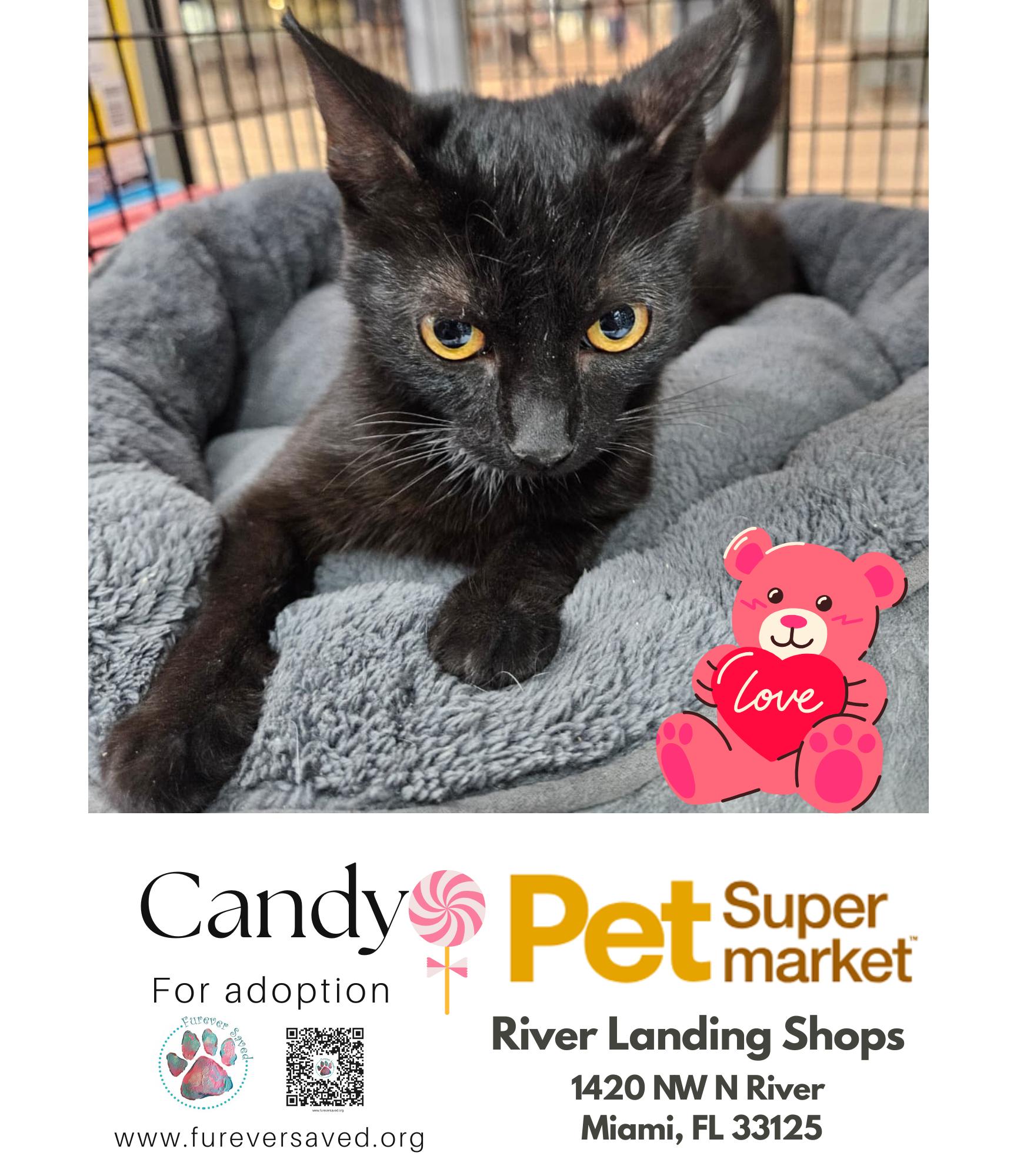 Enlarge Candy, an adopted Domestic Short Hair in Miami, FL image 2/4