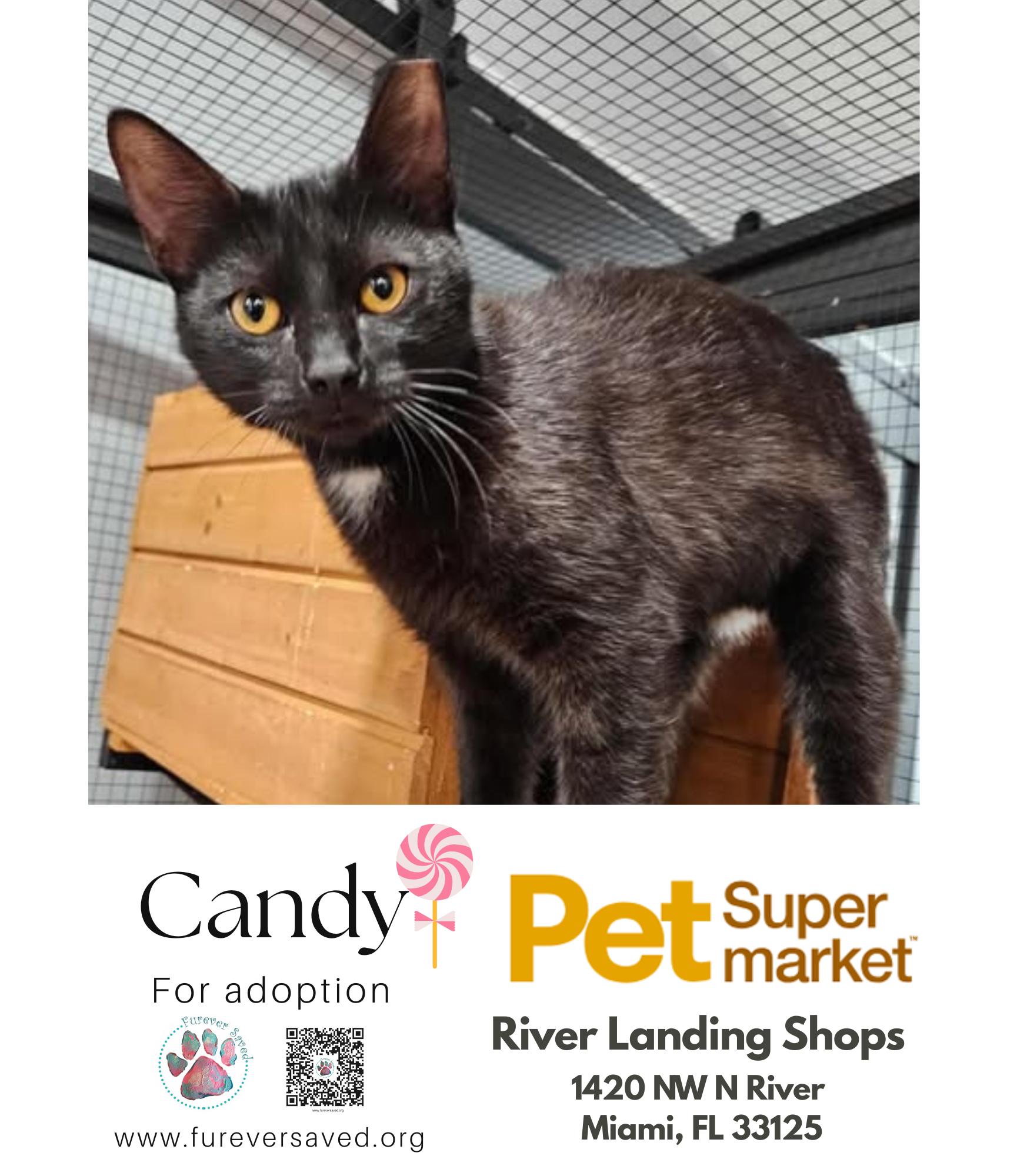 Enlarge Candy, an adopted Domestic Short Hair in Miami, FL image 4/4