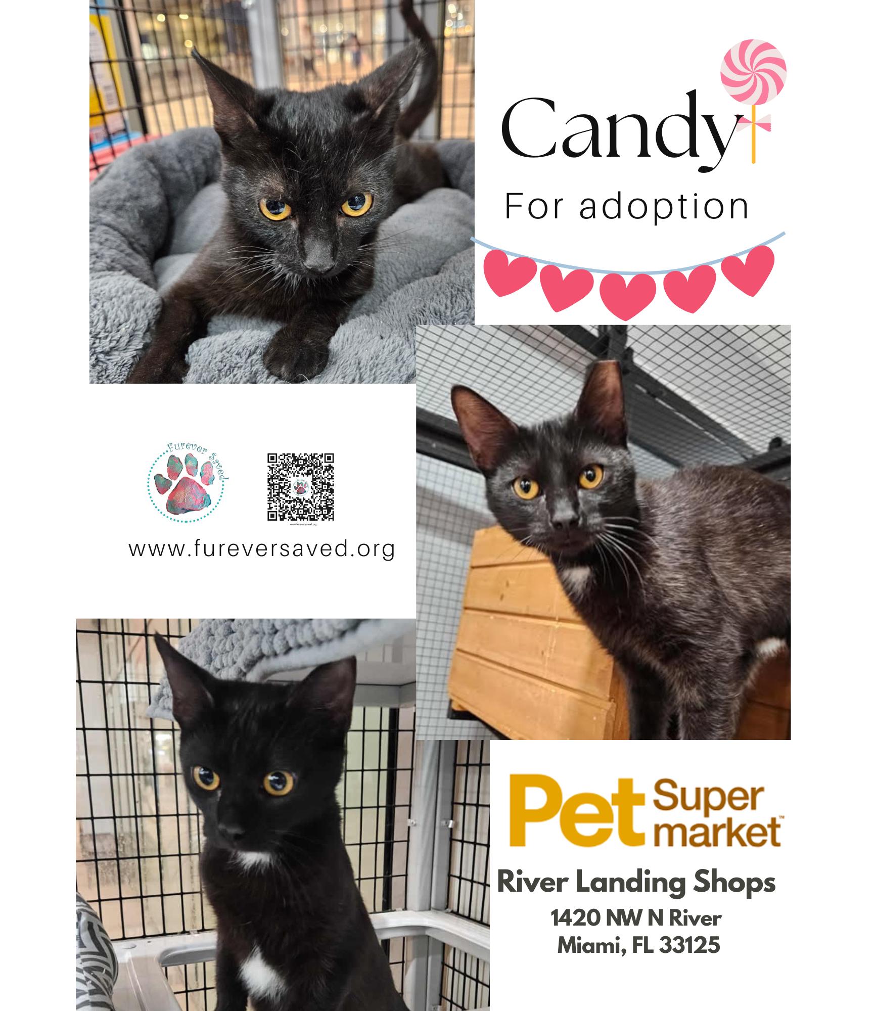 Candy, adopted, Kitten Female Domestic Short Hair.