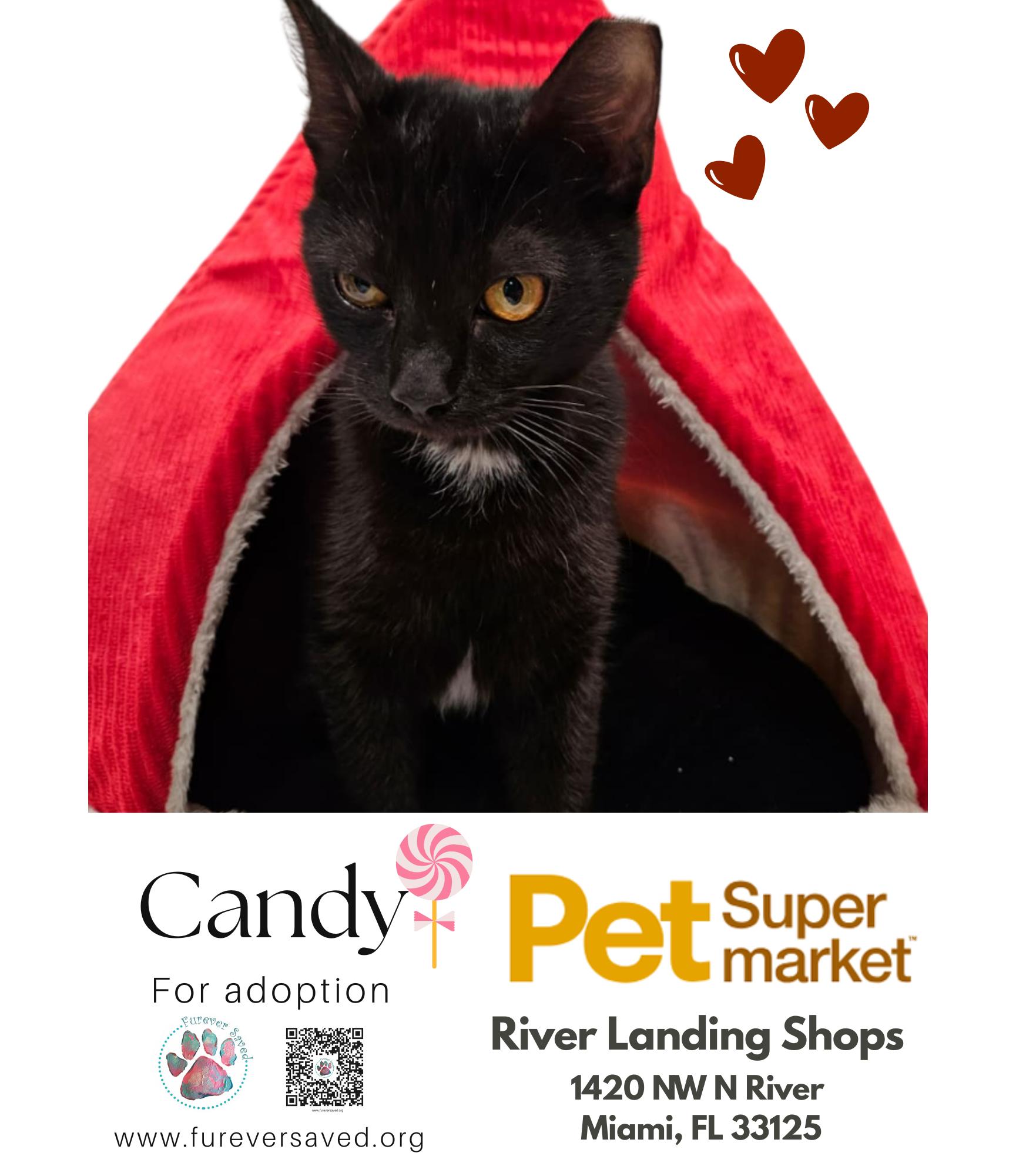 Enlarge Candy, an adopted Domestic Short Hair in Miami, FL image 3/4