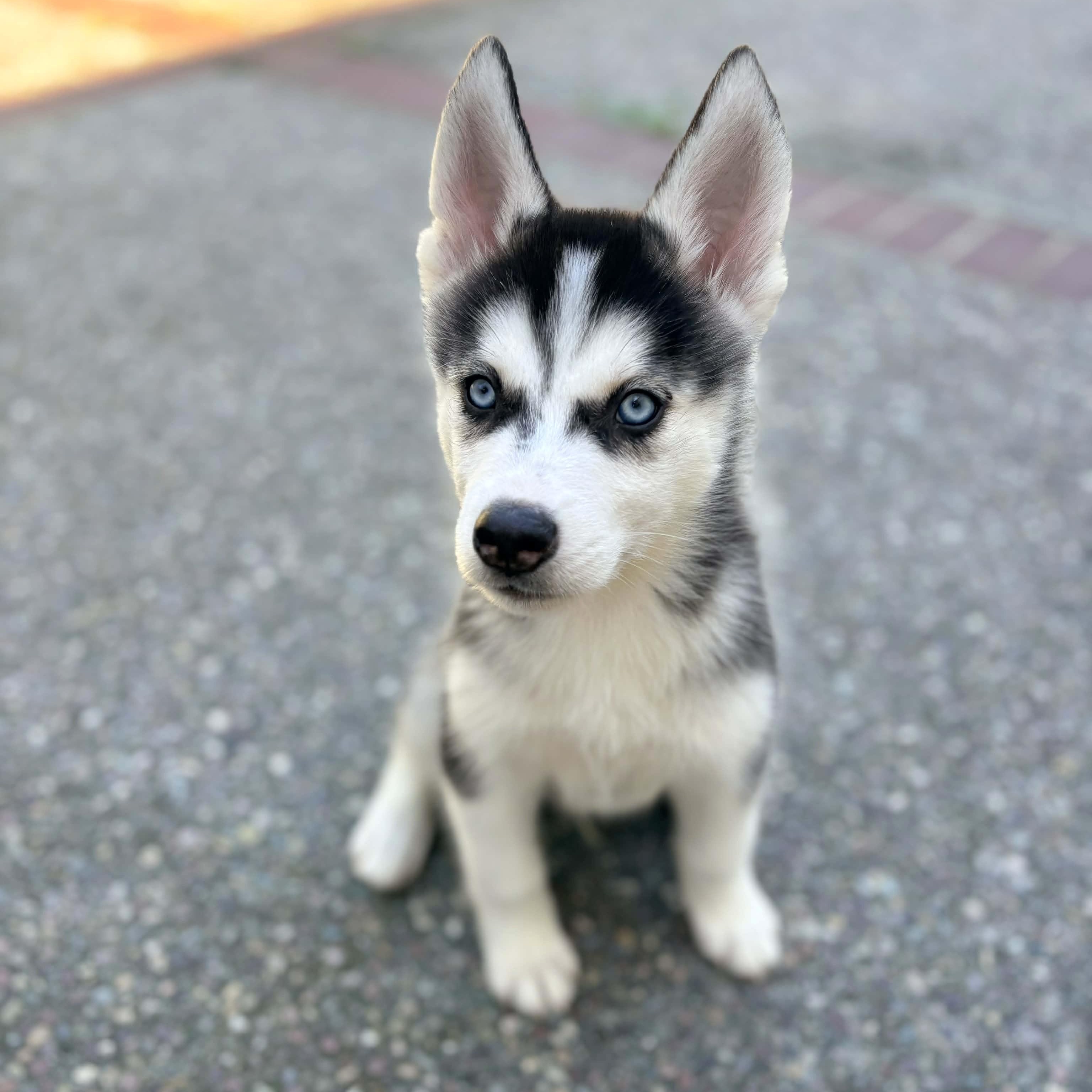 Elvis , ADOPTABLE, Puppy Male Siberian Husky.