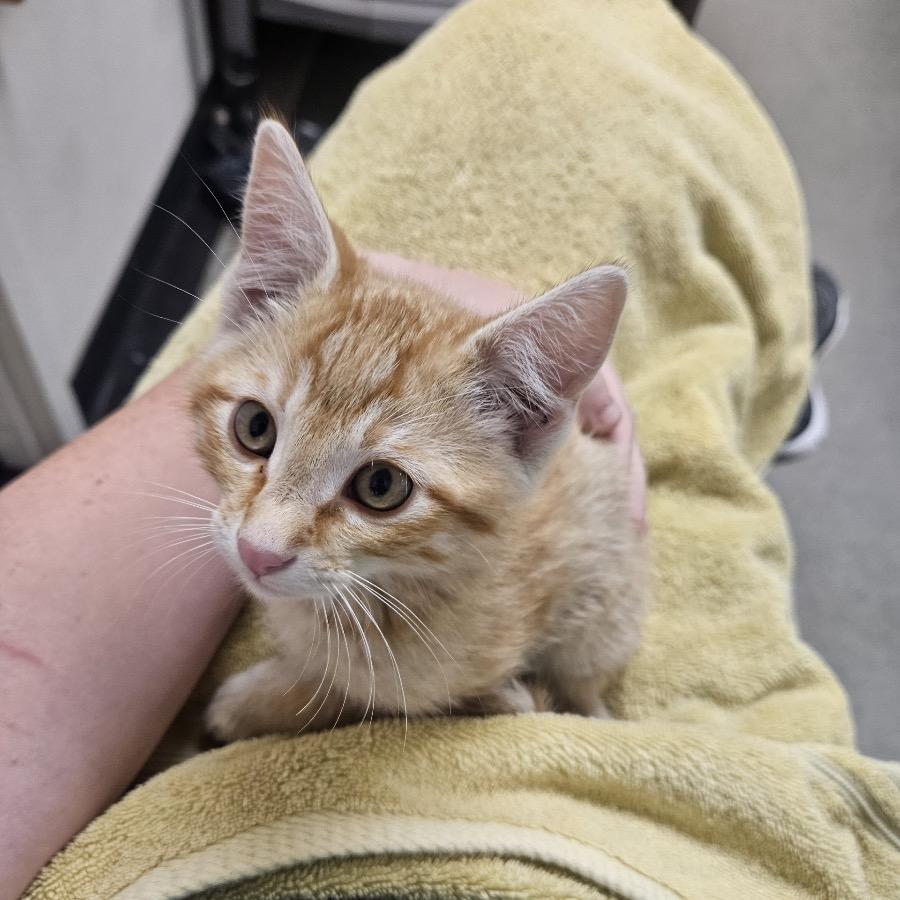 Baby, Adoptable, Kitten Male Domestic Short Hair.