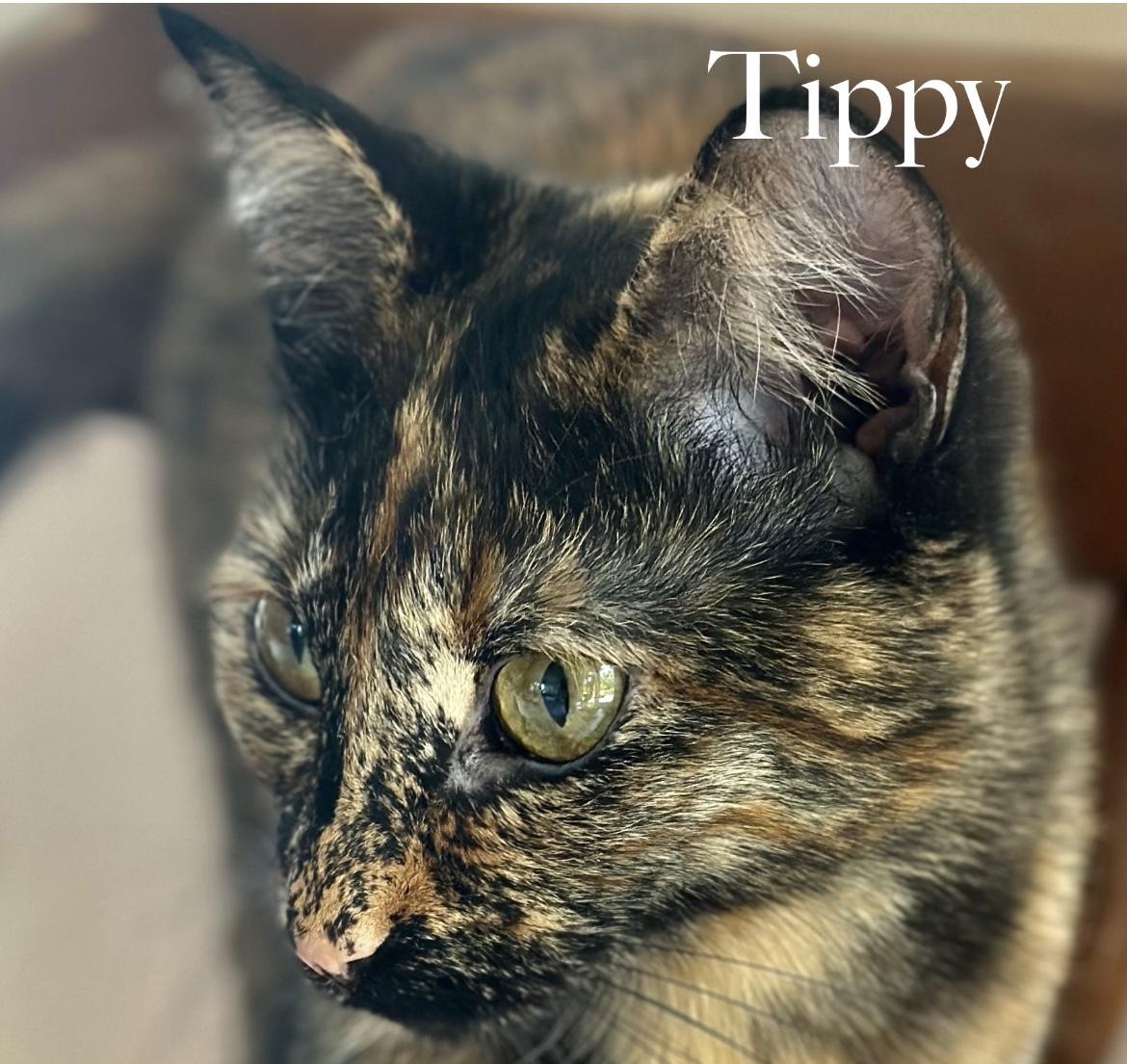 Squeaky/Tippy, an adopted Domestic Short Hair in Cincinnati , OH image 4/5