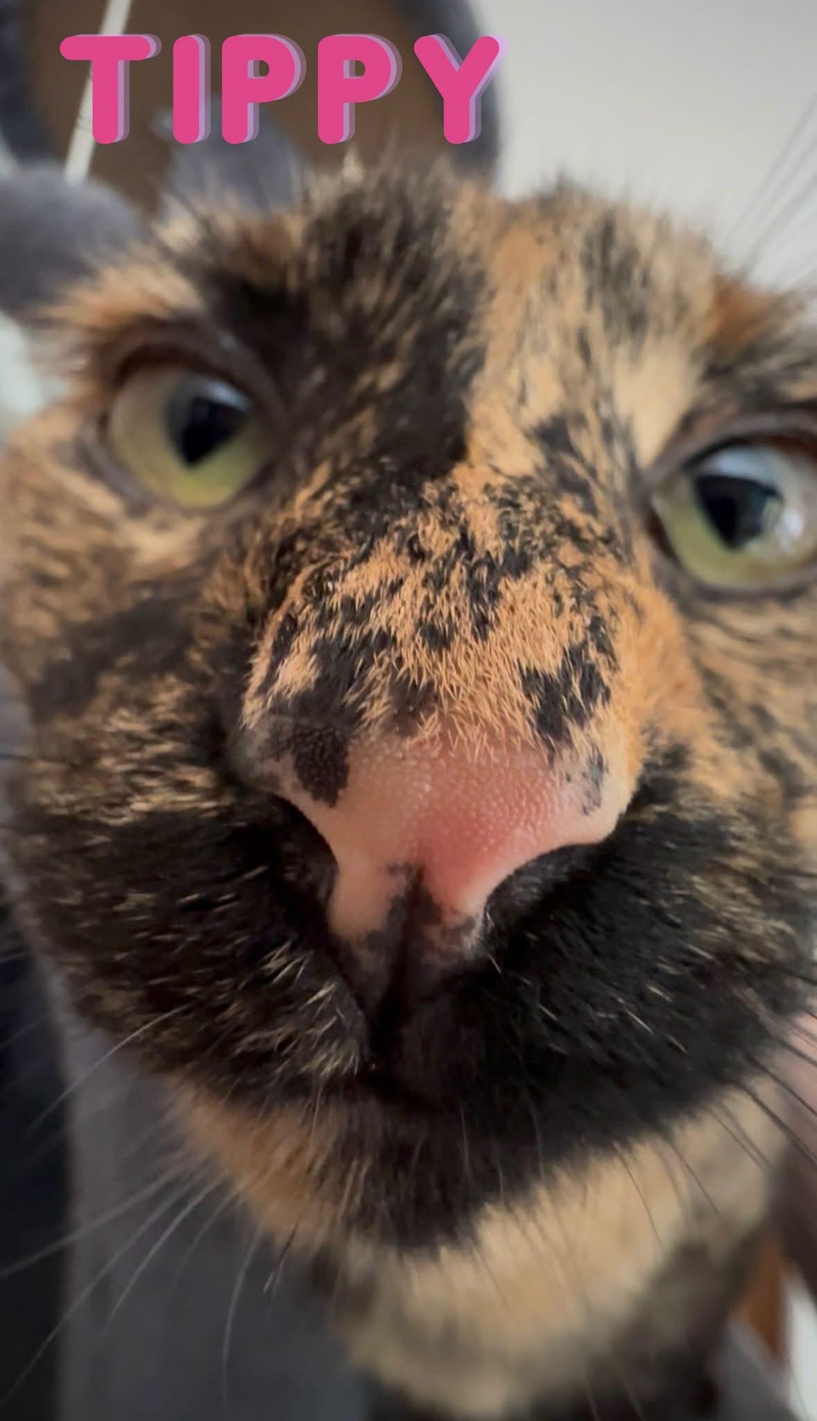 Squeaky/Tippy, an adopted Domestic Short Hair in Cincinnati , OH image 2/5