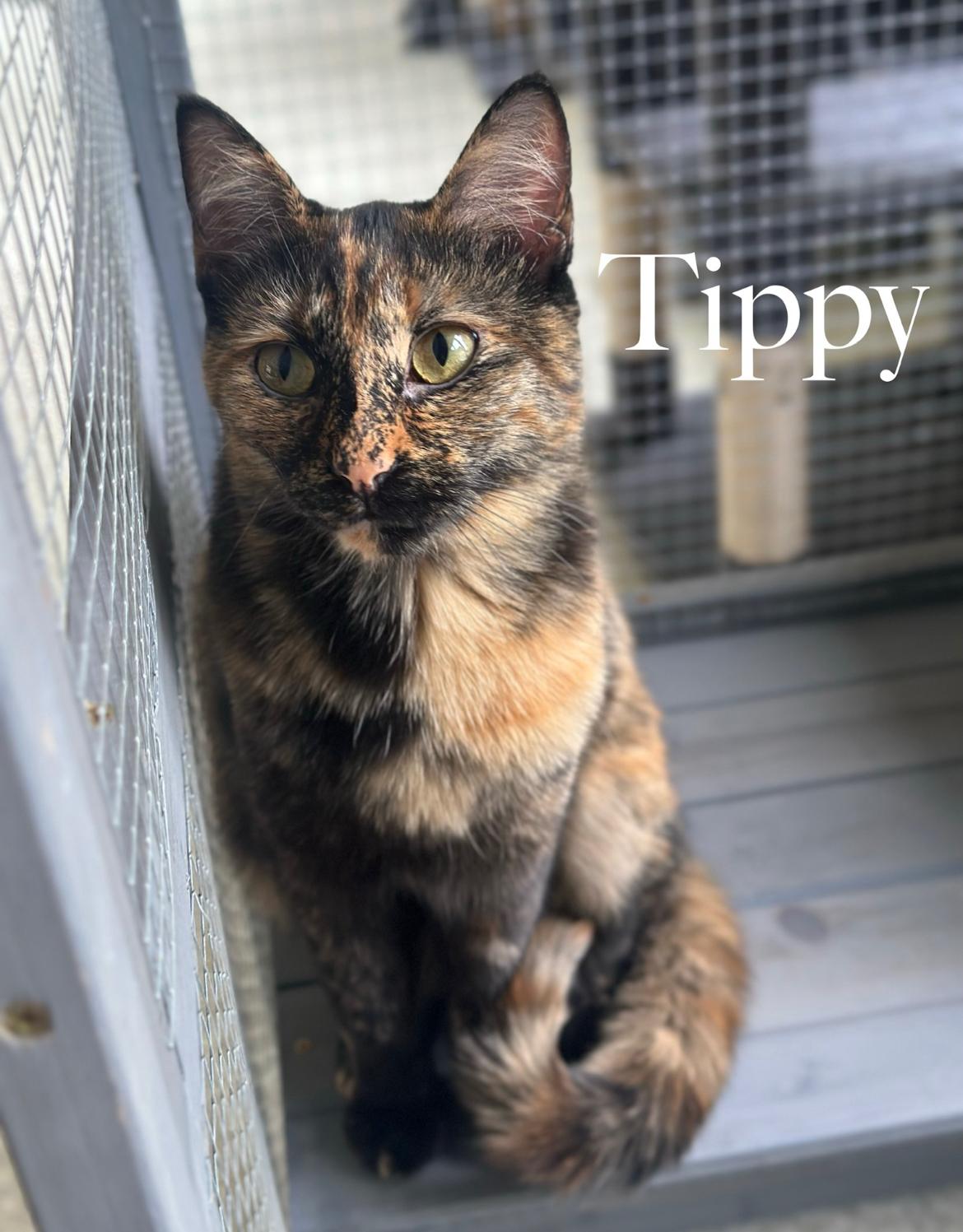Squeaky/Tippy, adopted, Young Female Domestic Short Hair.