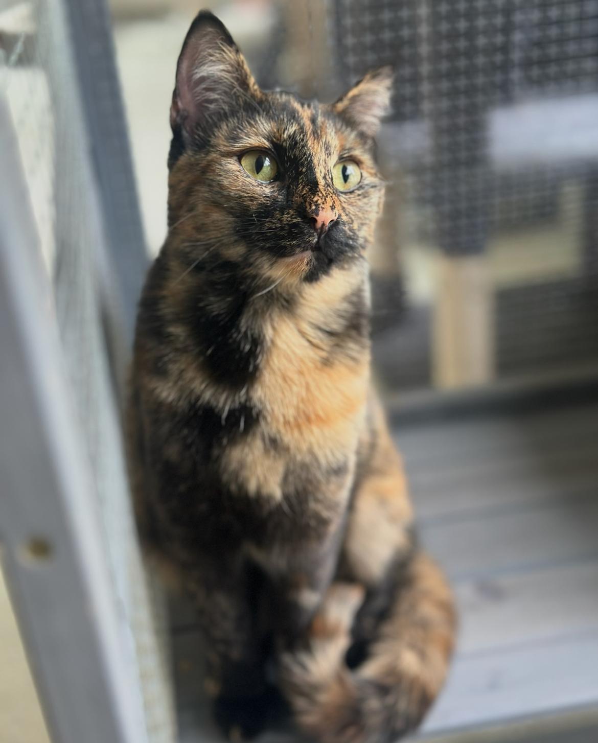 Squeaky/Tippy, an adopted Domestic Short Hair in Cincinnati , OH image 3/5