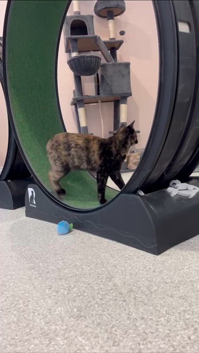 Enlarge Squeaky/Tippy, an adopted Domestic Short Hair in Cincinnati , OH video 5/5
