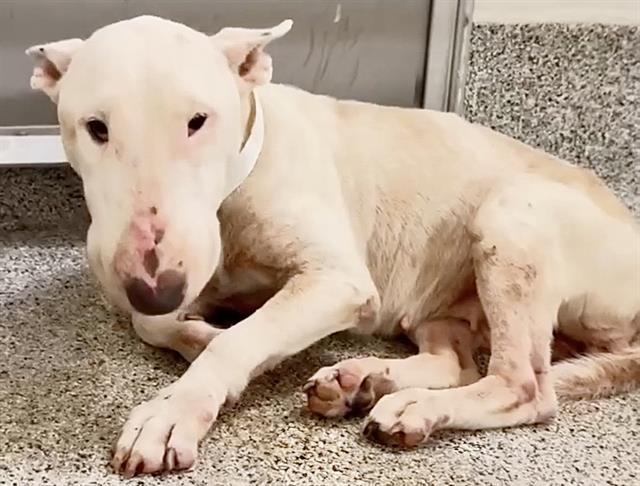 A662348, Adoptable, Senior Female Bull Terrier.