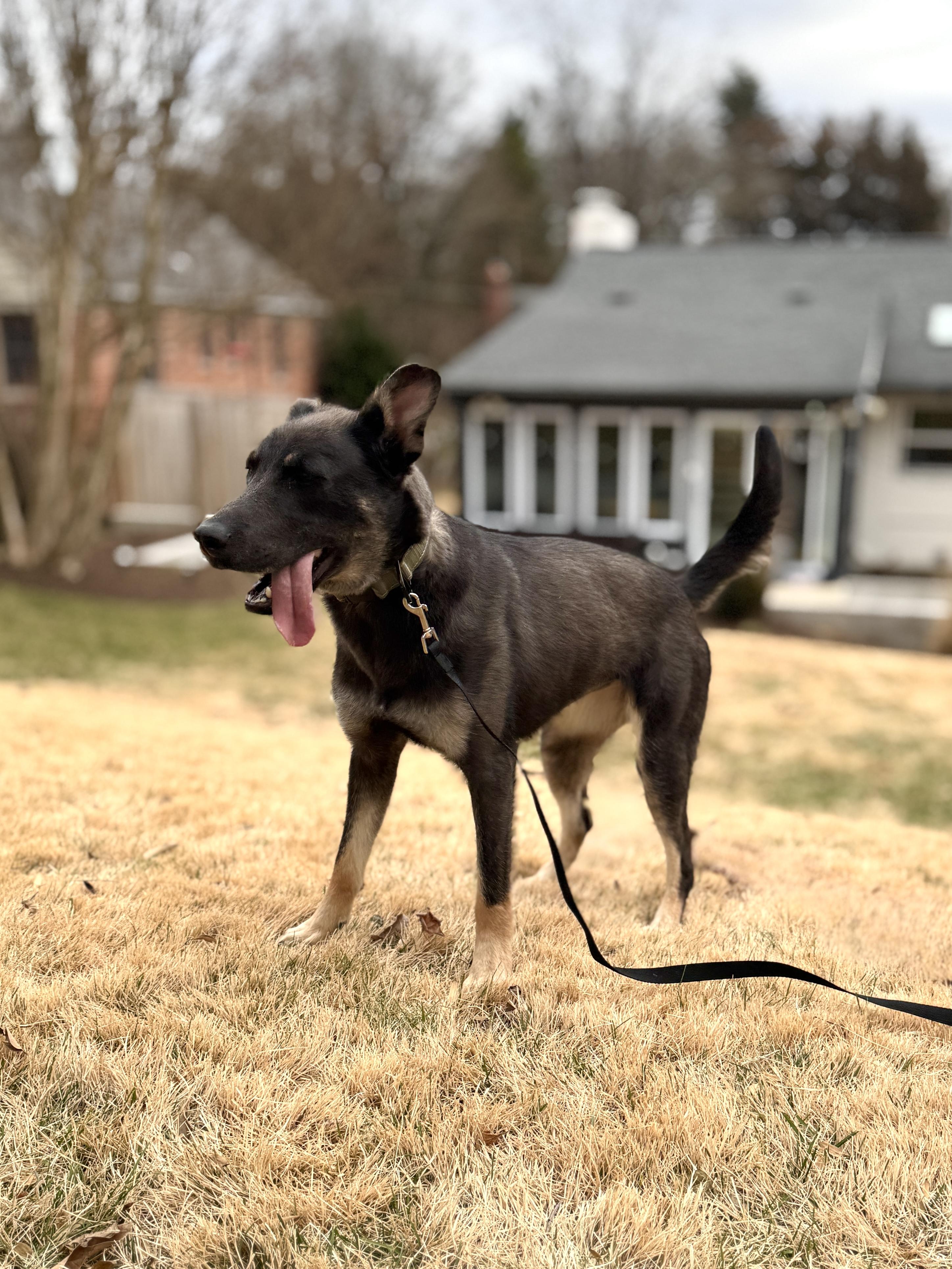 Enlarge Rory T., a ADOPTABLE mixed breed in Silver Spring, MD image 3/6
