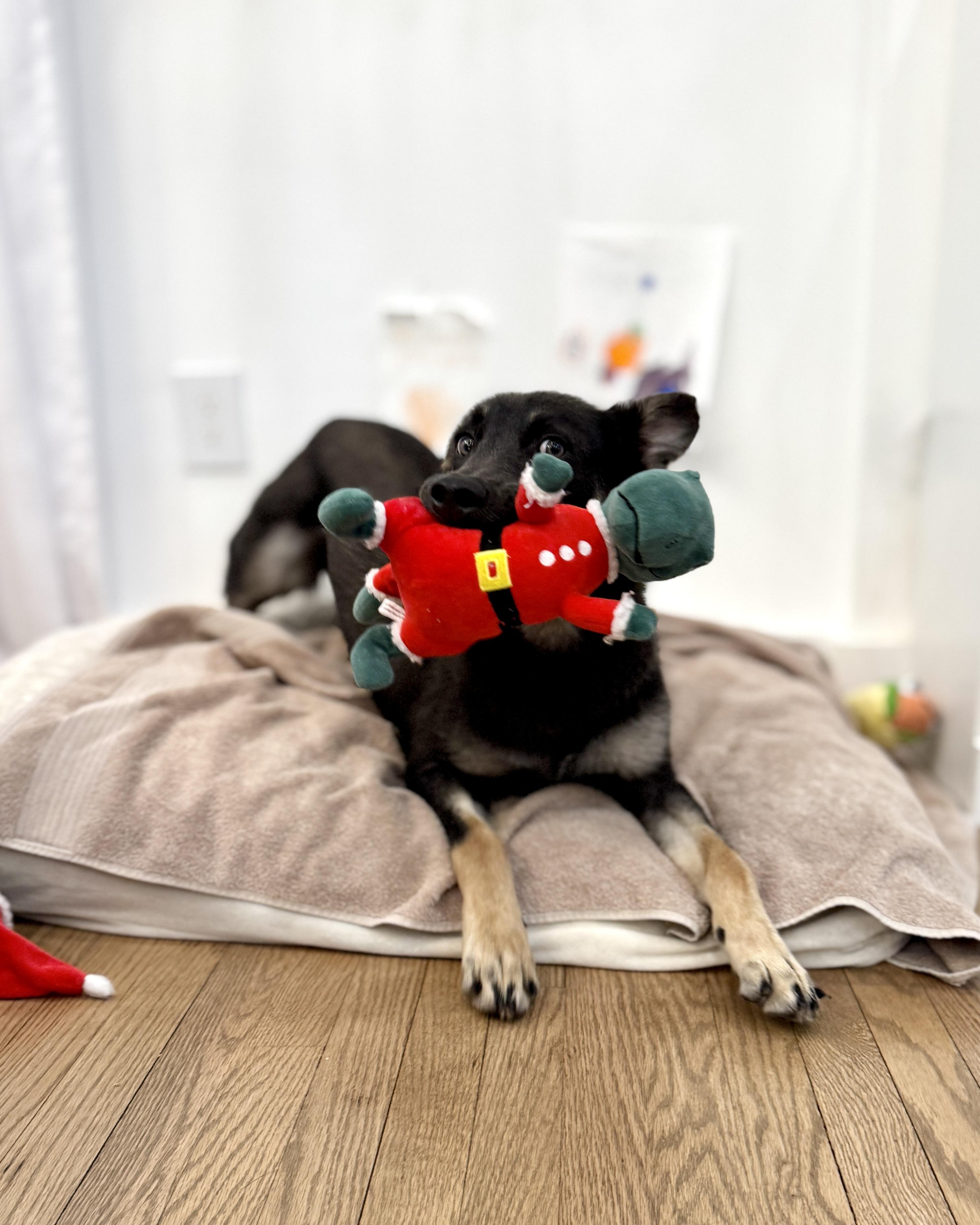 Enlarge Rory T., a ADOPTABLE mixed breed in Silver Spring, MD image 6/6