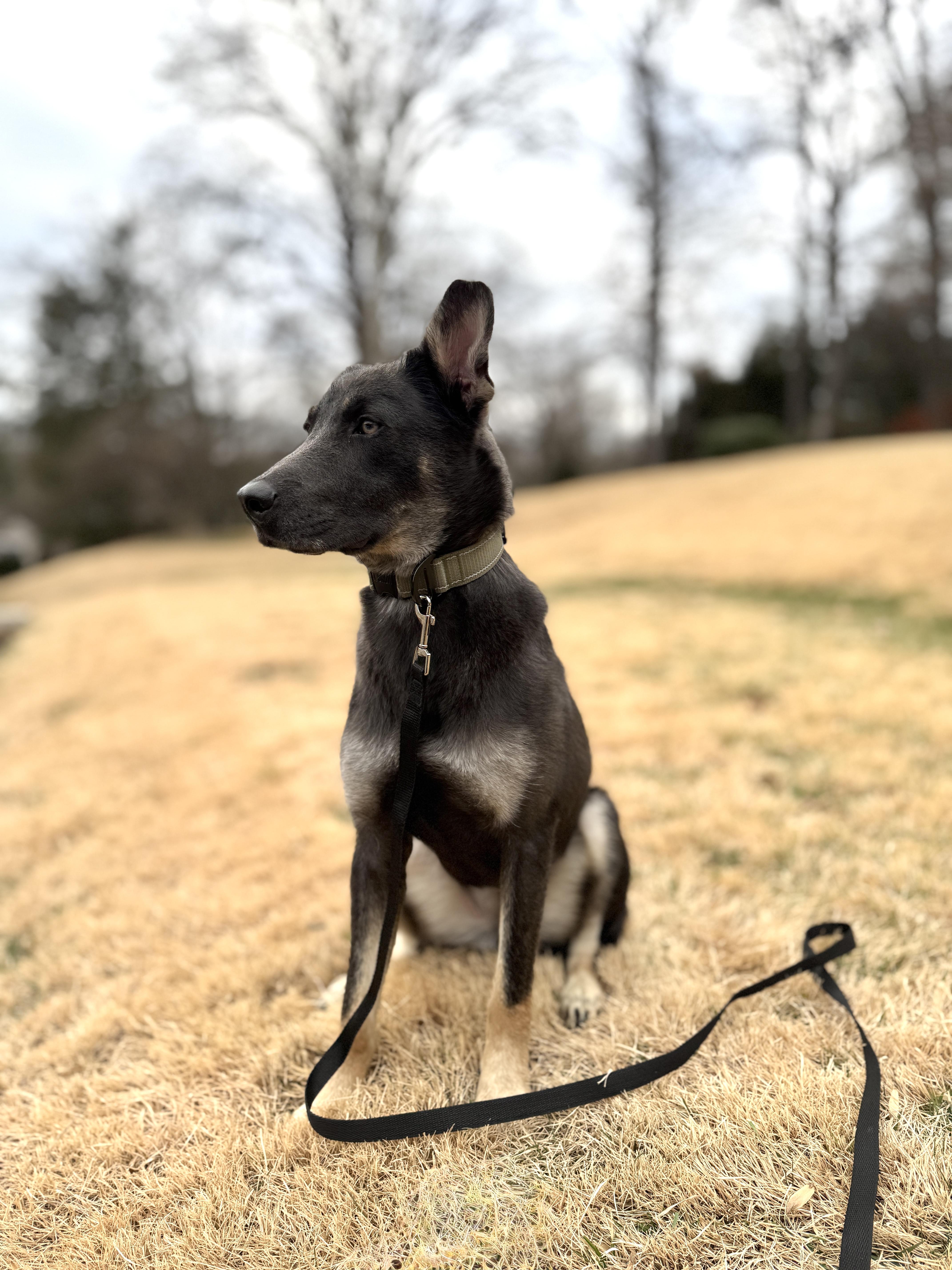Enlarge Rory T., a ADOPTABLE mixed breed in Silver Spring, MD image 5/6