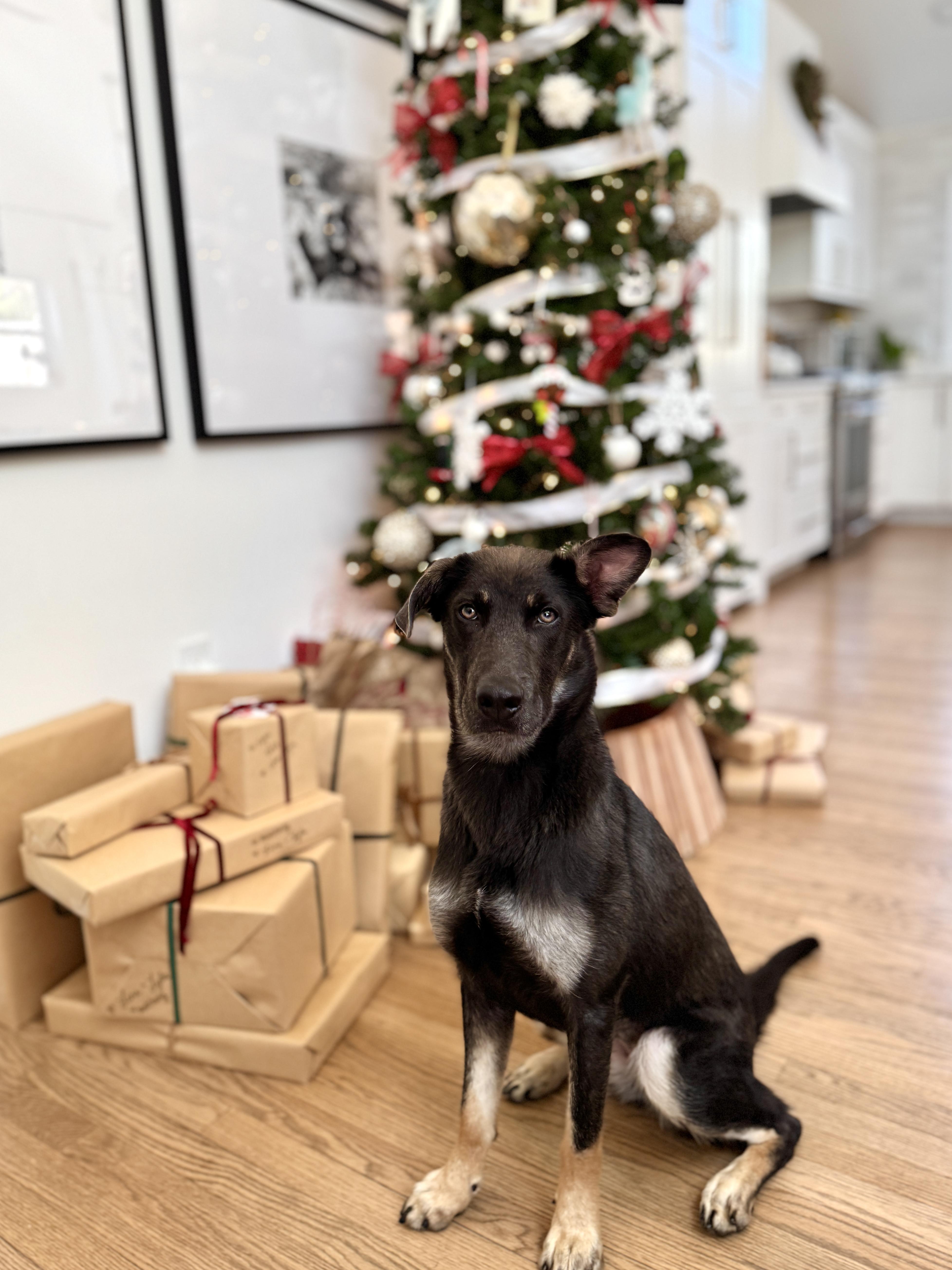 Enlarge Rory T., a ADOPTABLE mixed breed in Silver Spring, MD image 1/6