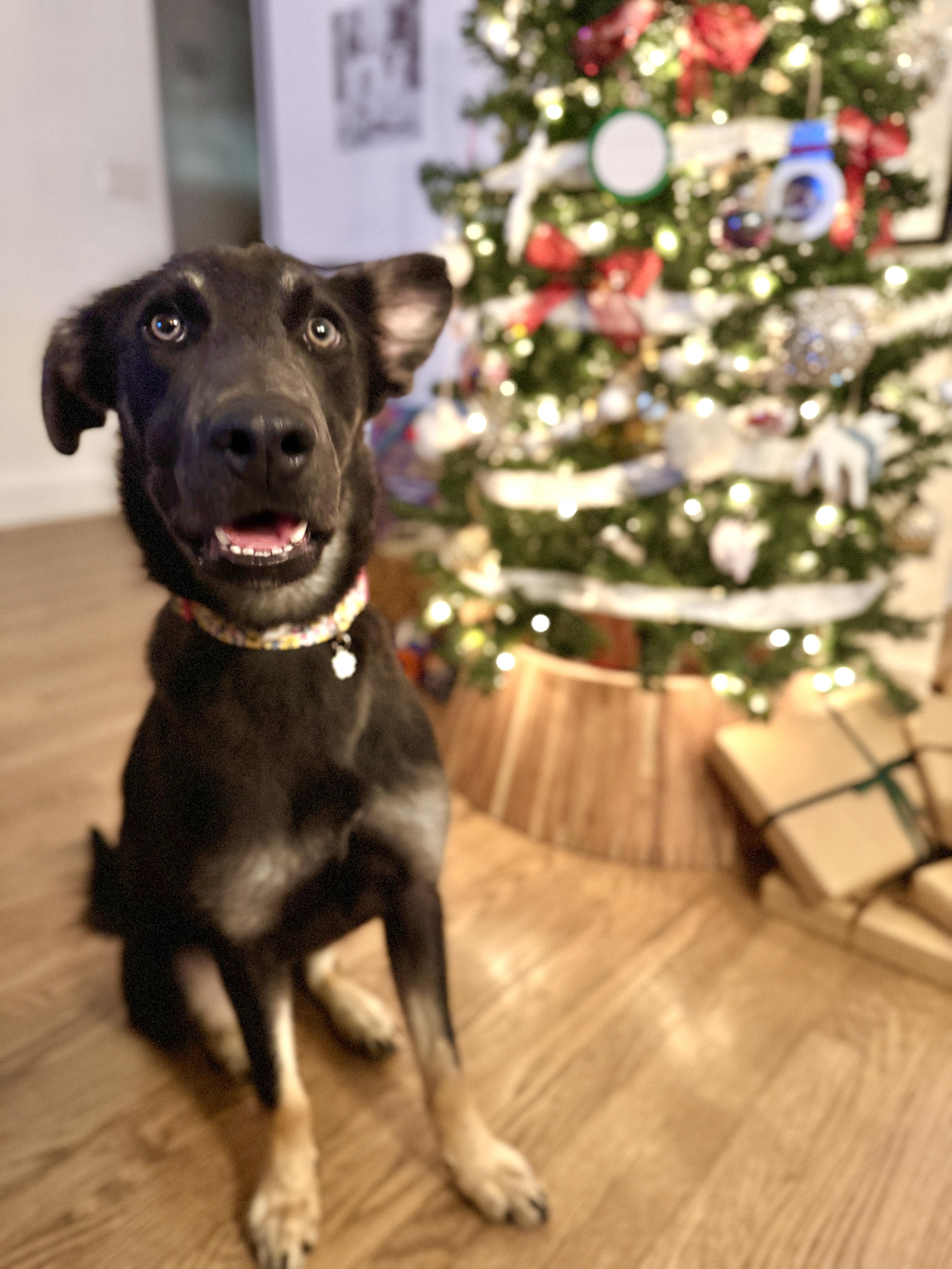 Enlarge Rory T., a ADOPTABLE mixed breed in Silver Spring, MD image 2/6