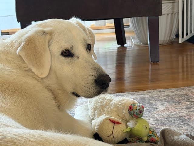 Marcy #4, adoptable, Senior Female Yellow Labrador Retriever.