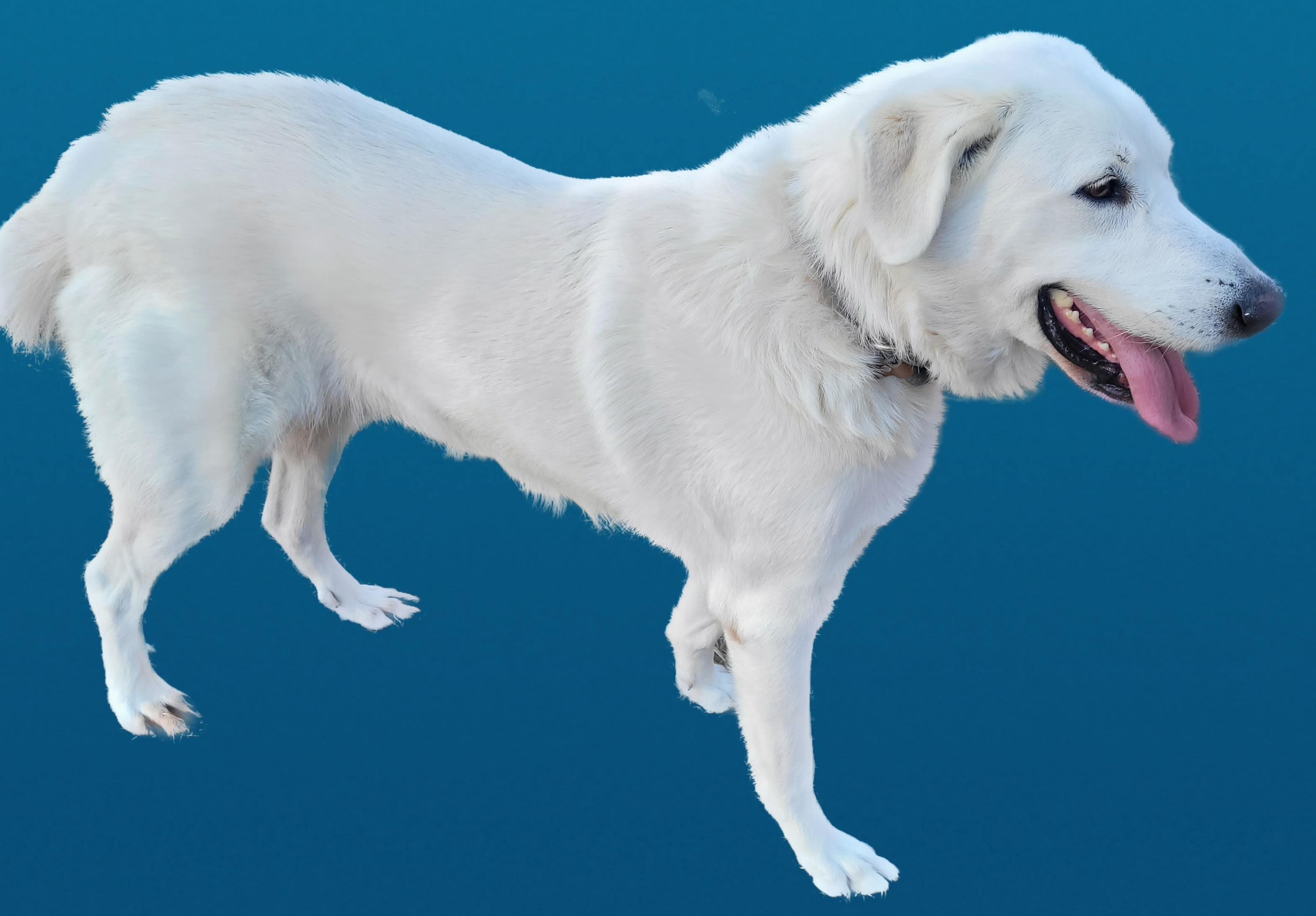 Enlarge Marcy #4, a ADOPTABLE mixed breed in Killingworth, CT image 2/5