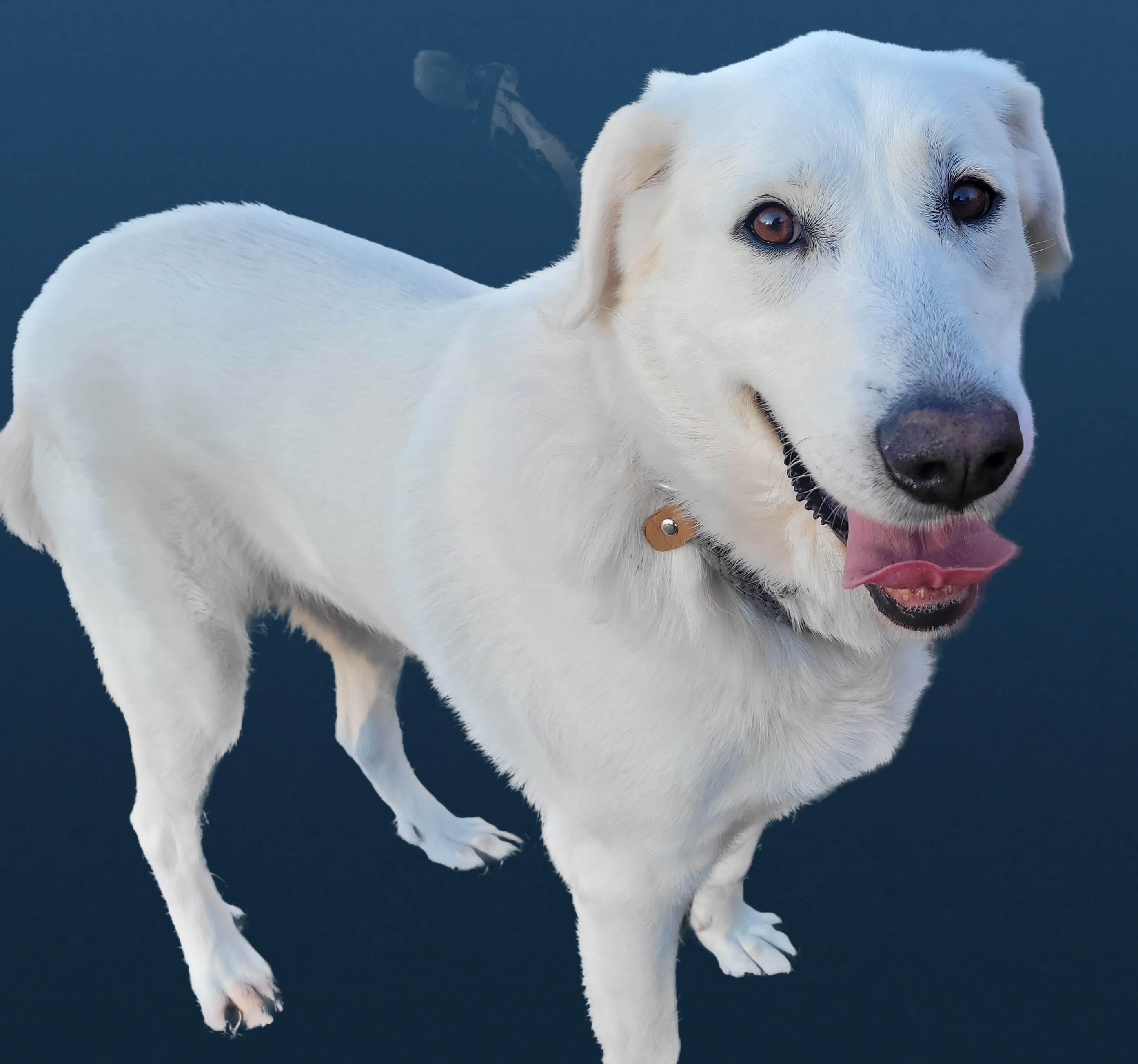 Marcy #4, ADOPTABLE, Senior Female Yellow Labrador Retriever.