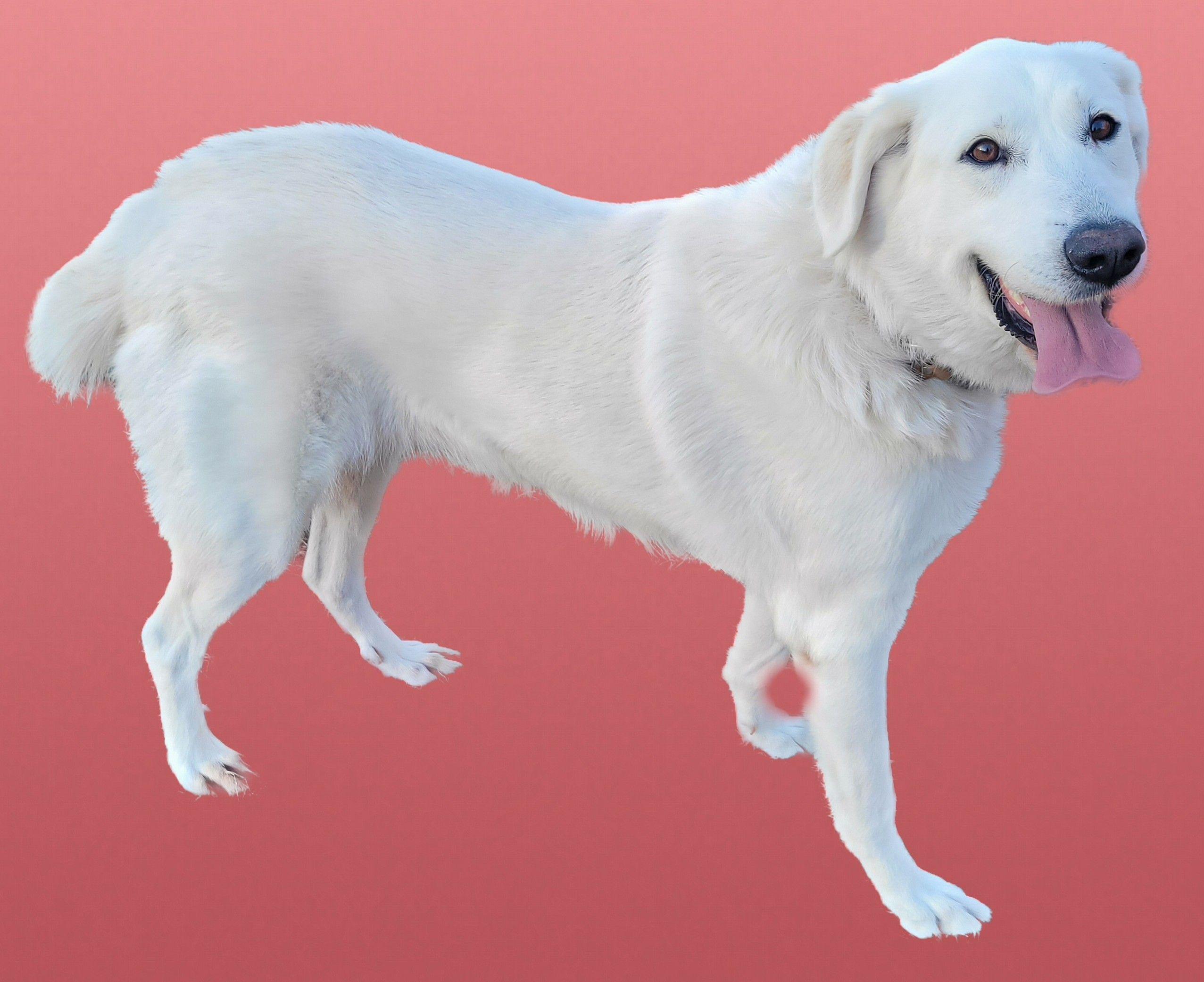 Enlarge Marcy #4, a ADOPTABLE mixed breed in Killingworth, CT image 3/5