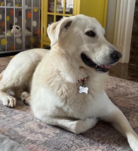 Enlarge Marcy #4, an adoptable mixed breed in Killingworth, CT image 3/6