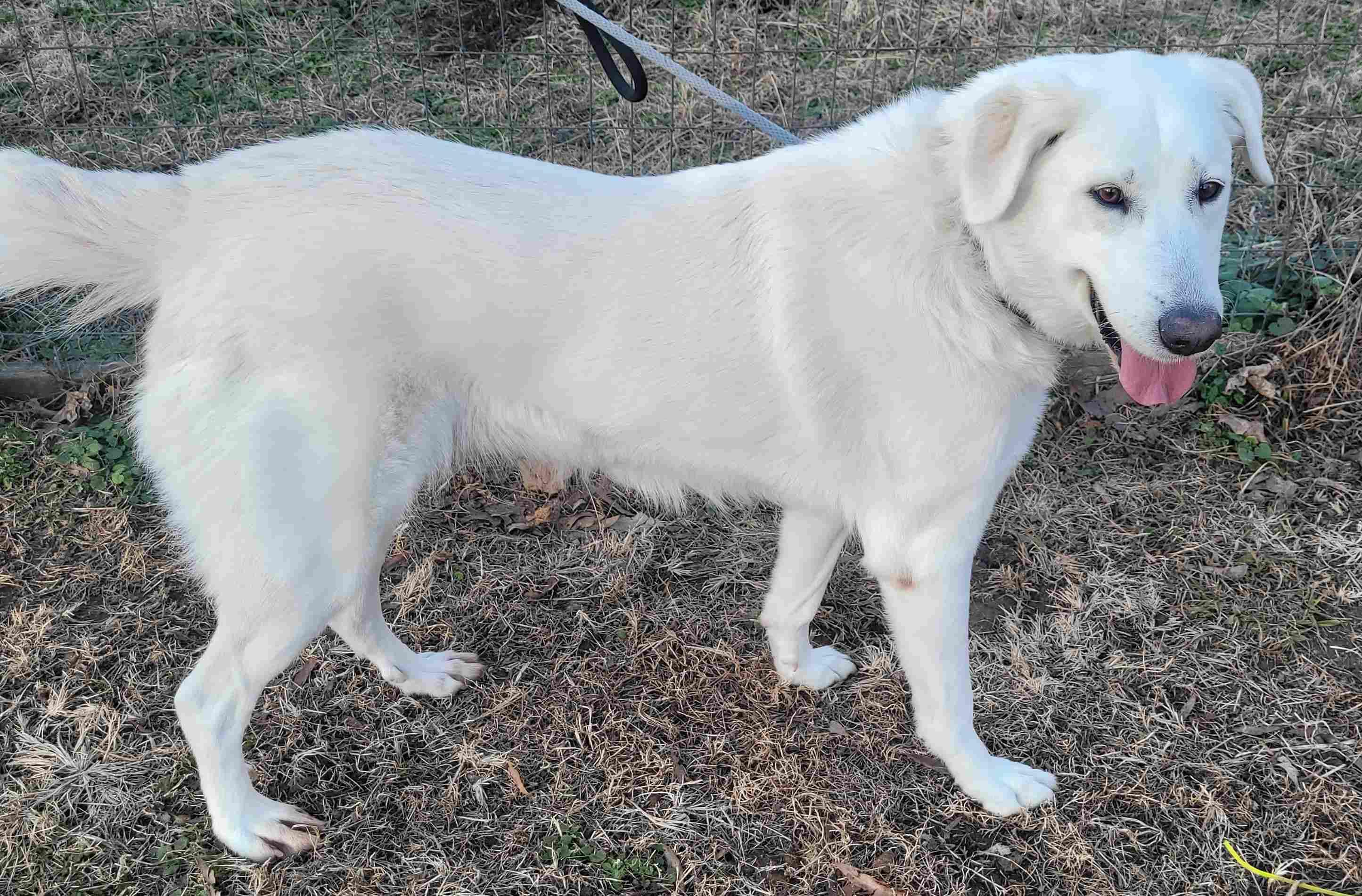 Enlarge Marcy #4, a ADOPTABLE mixed breed in Killingworth, CT image 4/5