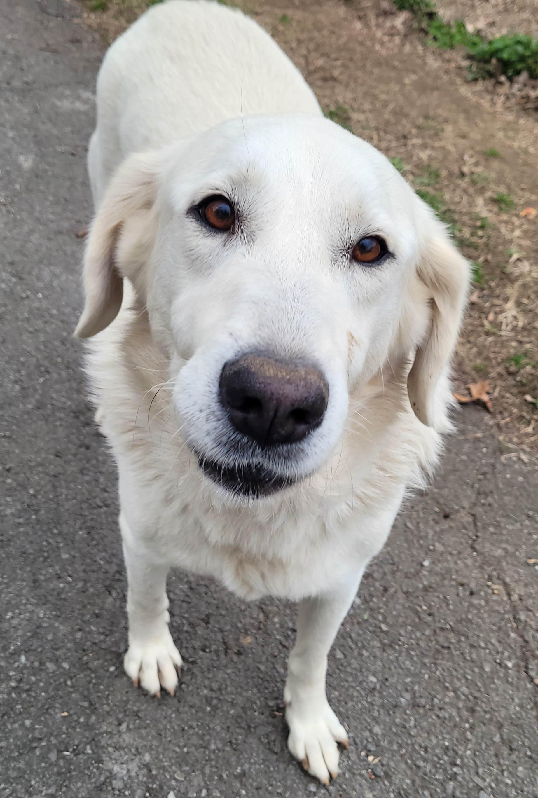 Enlarge Marcy #4, an adoptable mixed breed in Killingworth, CT image 4/5