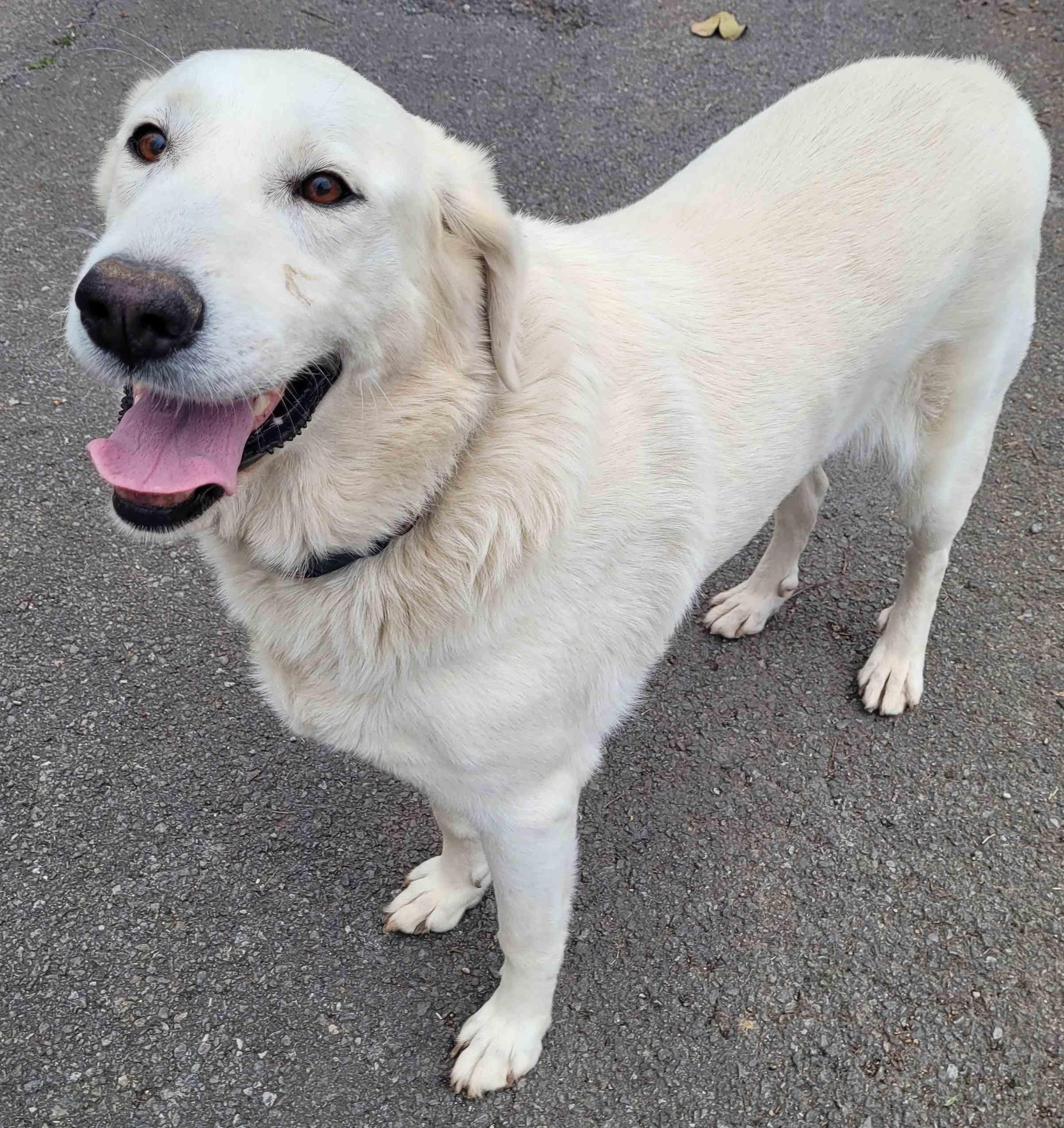 Enlarge Marcy #4, an adoptable mixed breed in Killingworth, CT image 3/5