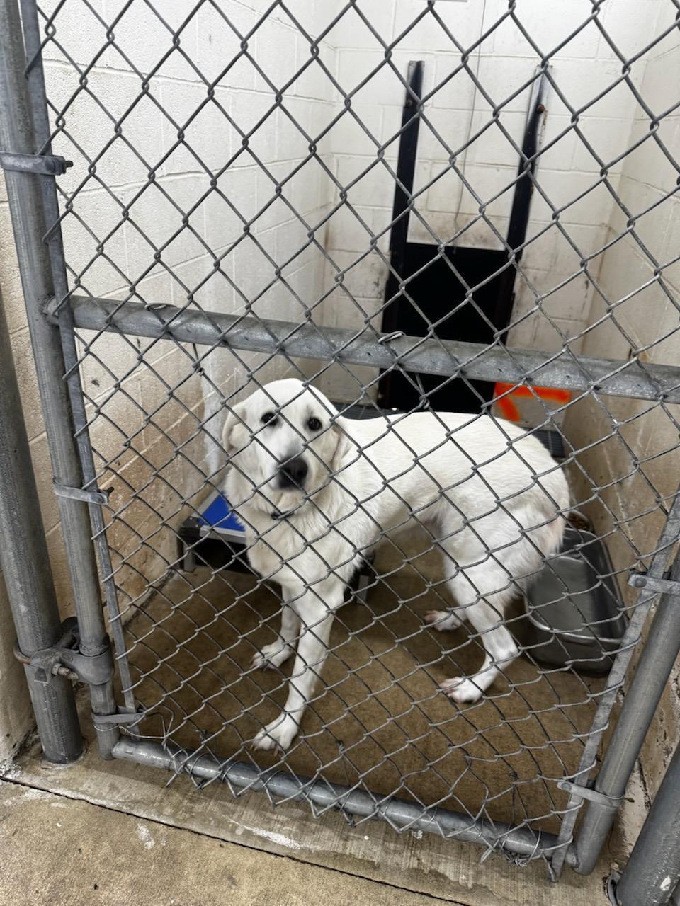 Enlarge Marcy #4, a ADOPTABLE mixed breed in Killingworth, CT image 5/5