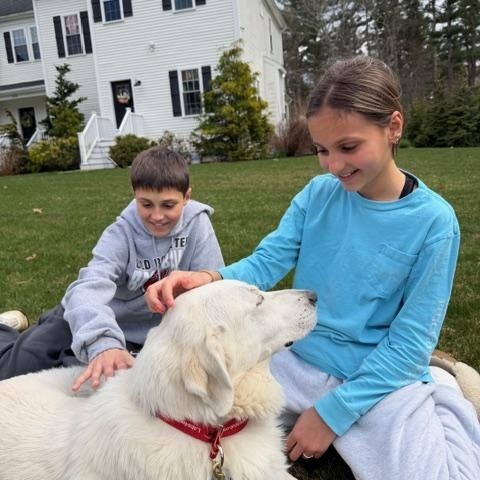 Marcy #4, adoptable, Senior Female Yellow Labrador Retriever.