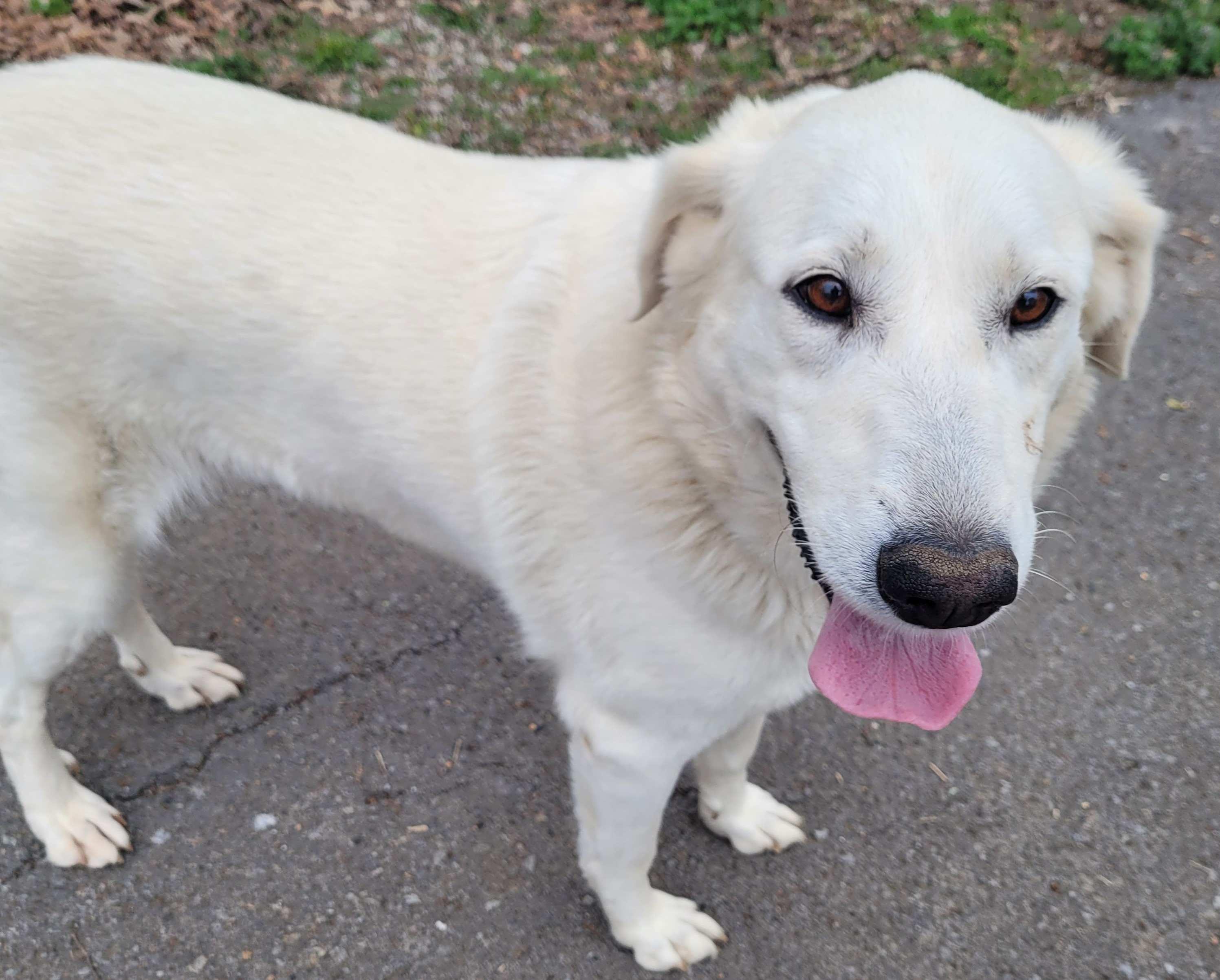 Enlarge Marcy #4, an adoptable mixed breed in Killingworth, CT image 2/5