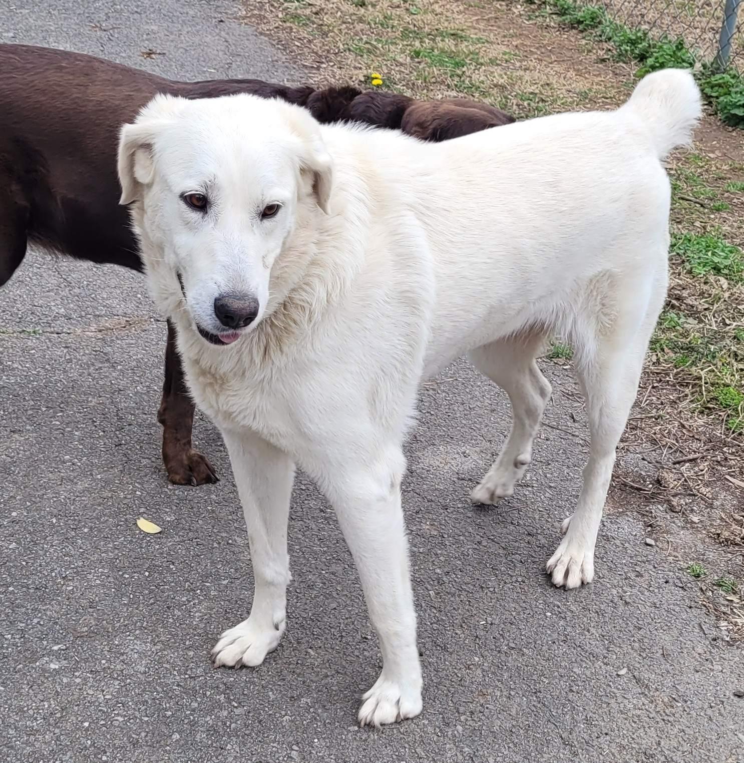 Enlarge Marcy #4, an adoptable mixed breed in Killingworth, CT image 5/5