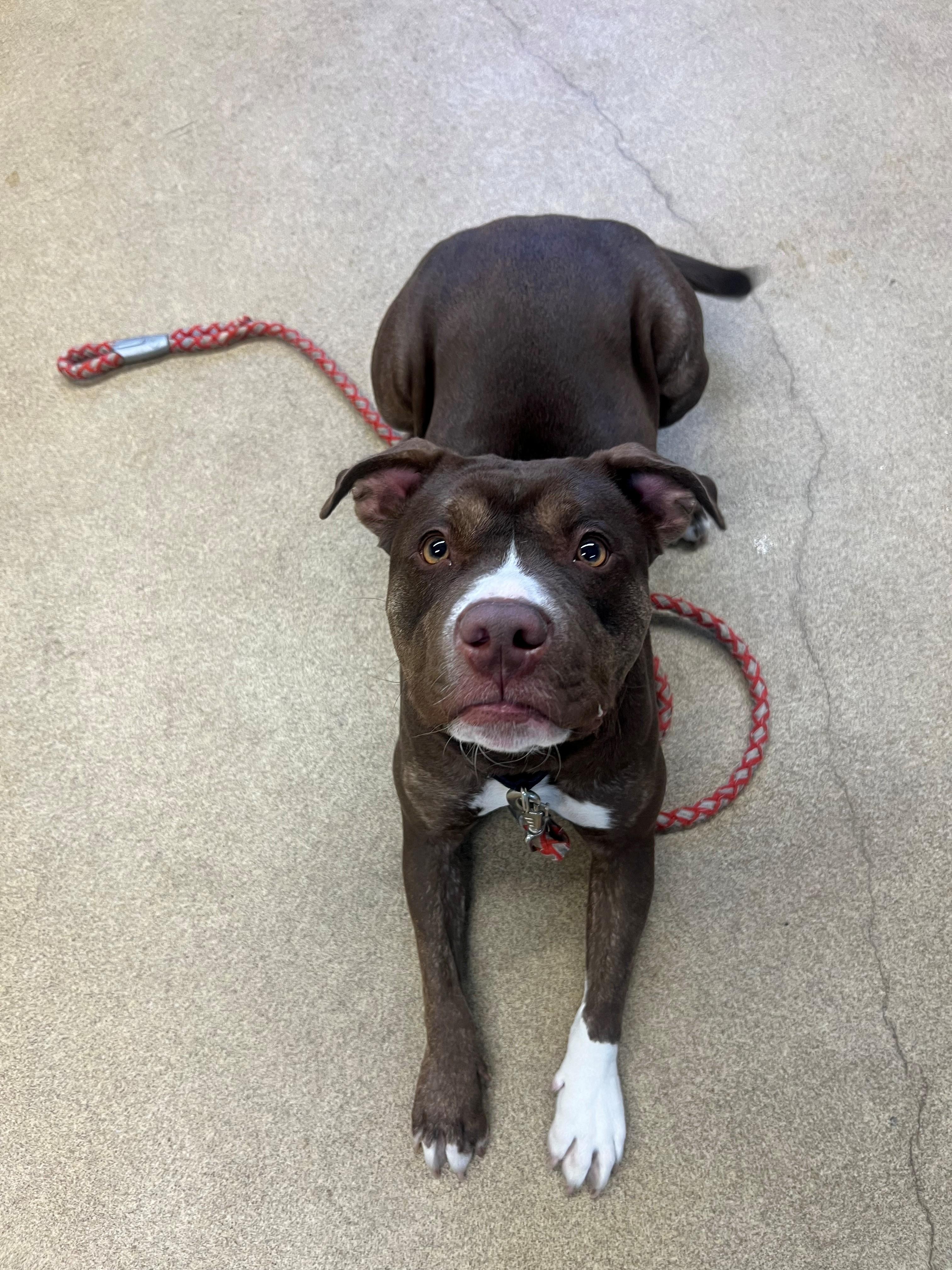 Enlarge Lady, a ADOPTABLE Pit Bull Terrier in Port Washington, NY image 1/2