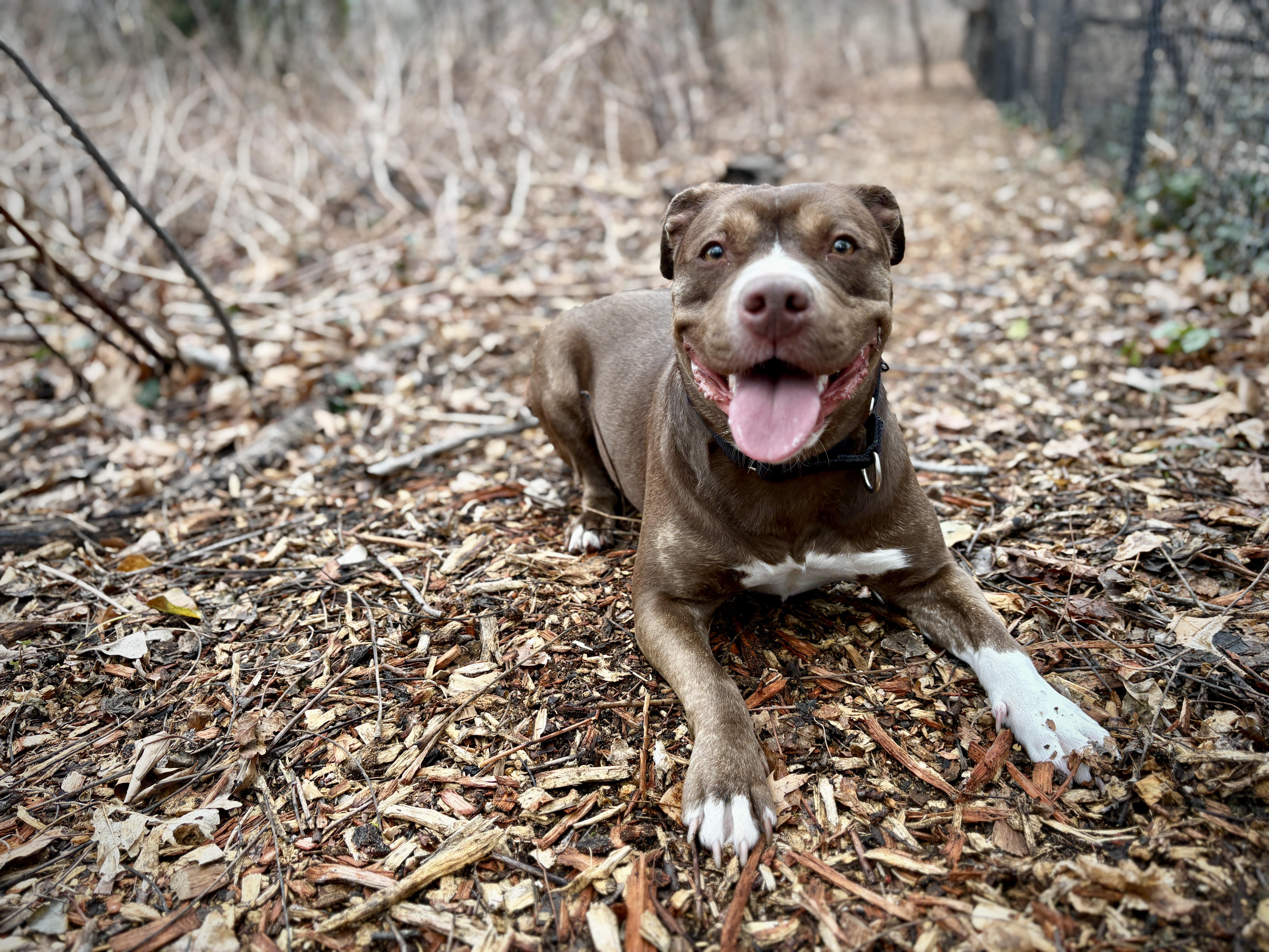 Enlarge Lady, a ADOPTABLE Pit Bull Terrier in Port Washington, NY image 5/6