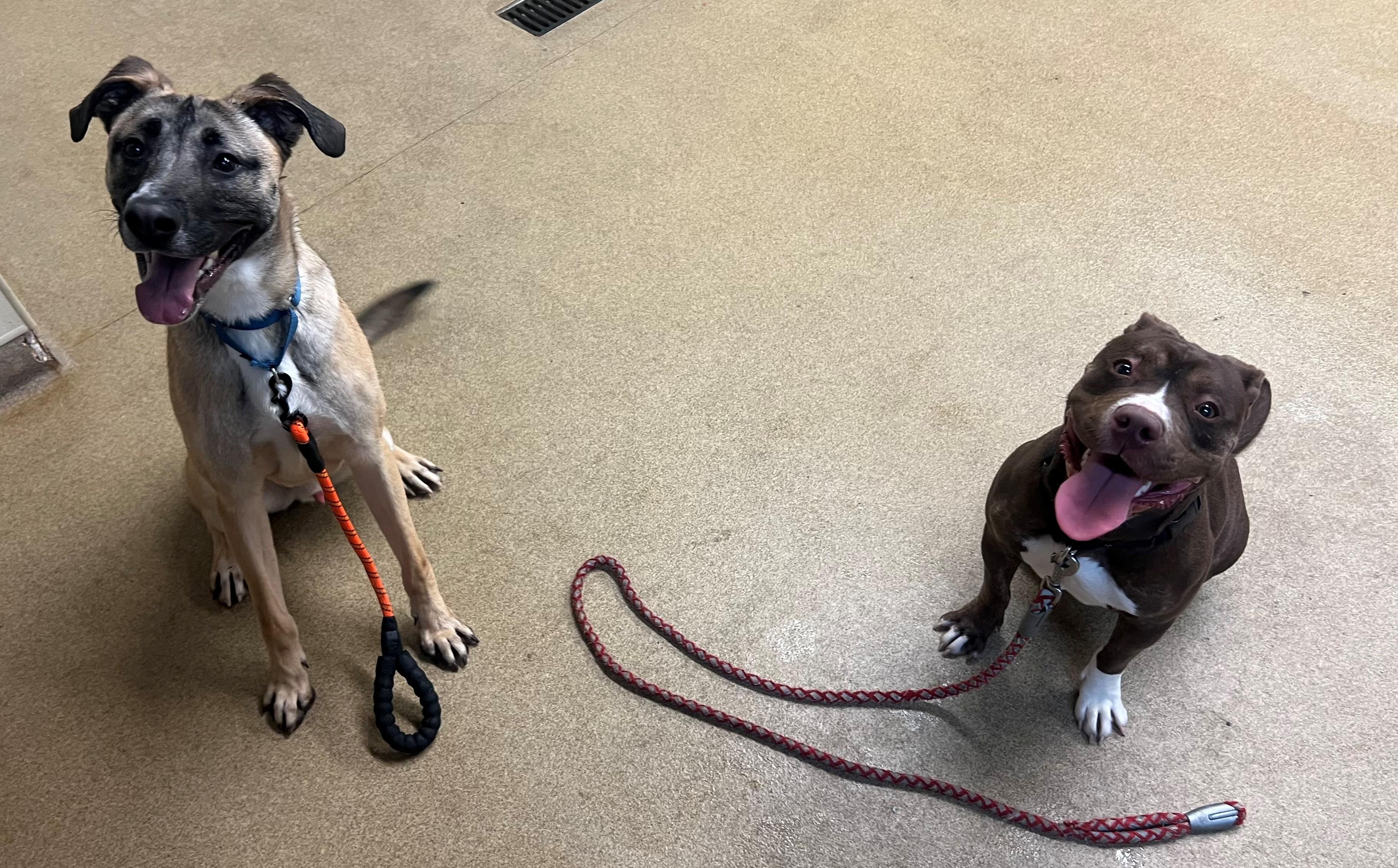 Enlarge Lady, a ADOPTABLE Pit Bull Terrier in Port Washington, NY image 2/2