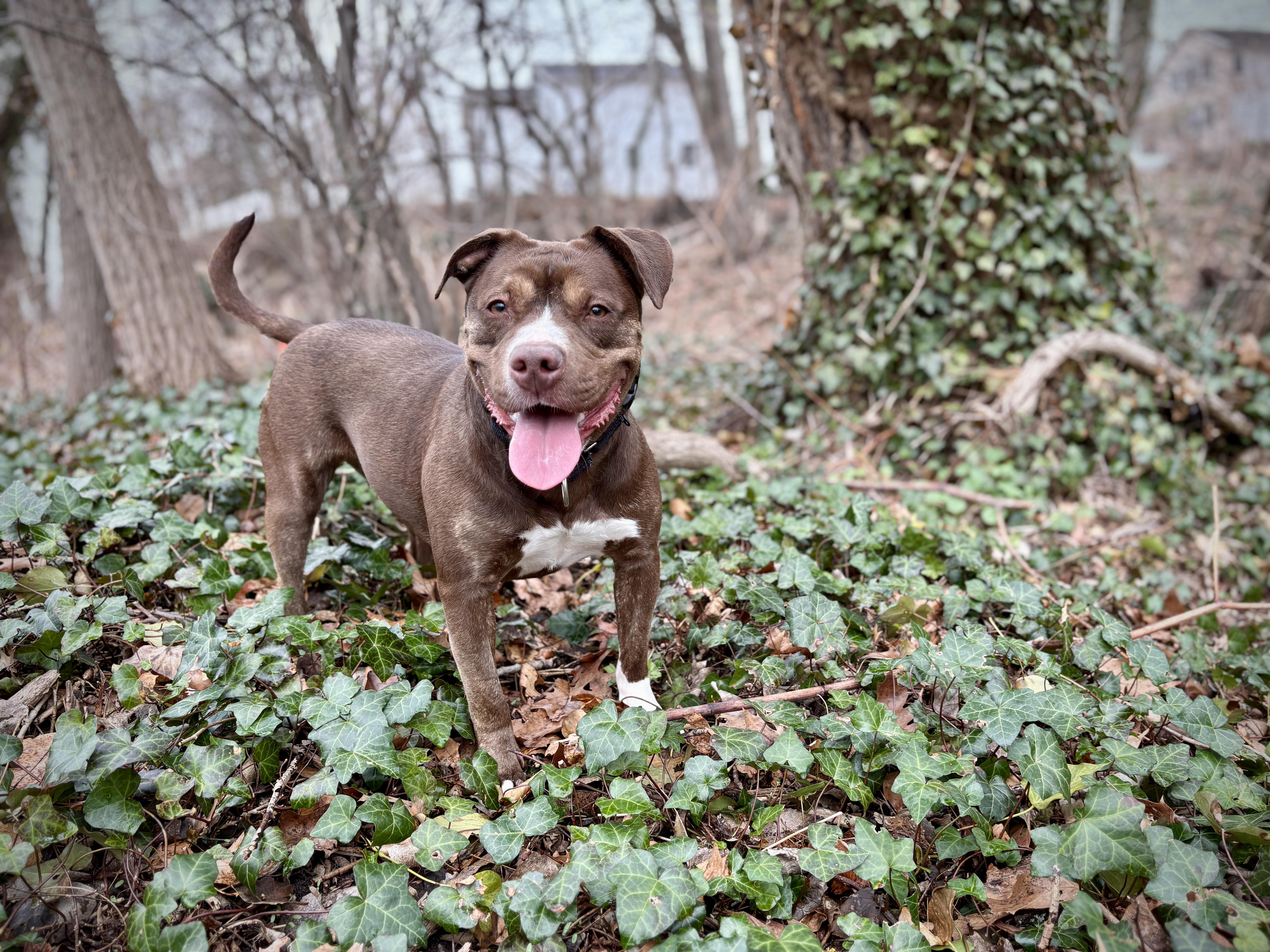 Enlarge Lady, a ADOPTABLE Pit Bull Terrier in Port Washington, NY image 4/6