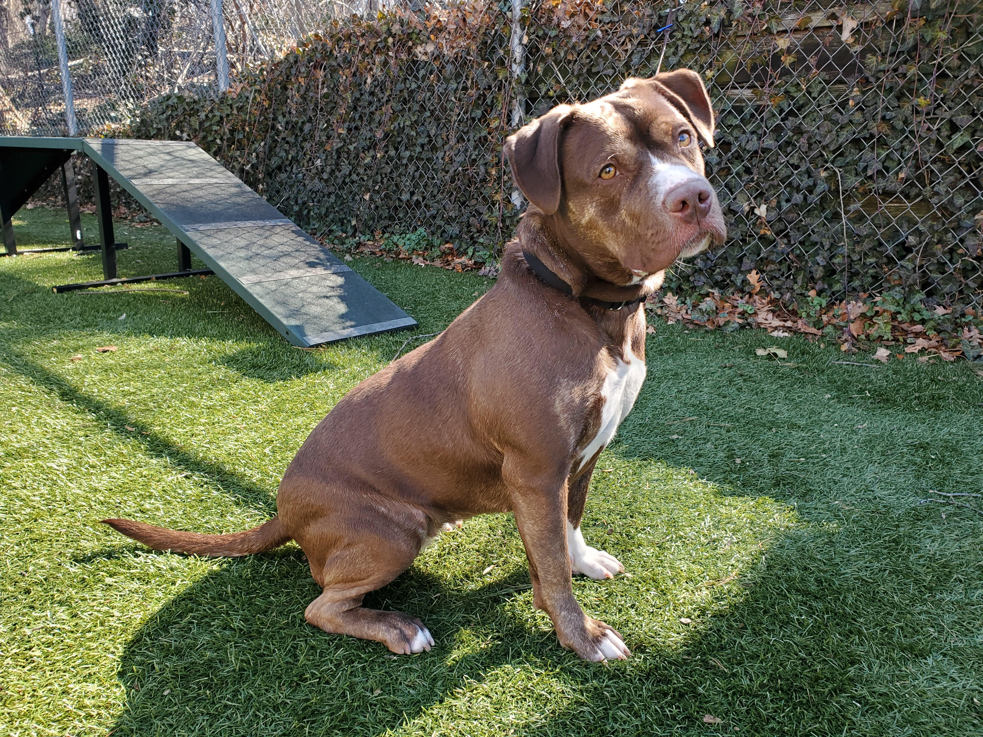 Enlarge Lady, a ADOPTABLE Pit Bull Terrier in Port Washington, NY image 2/6