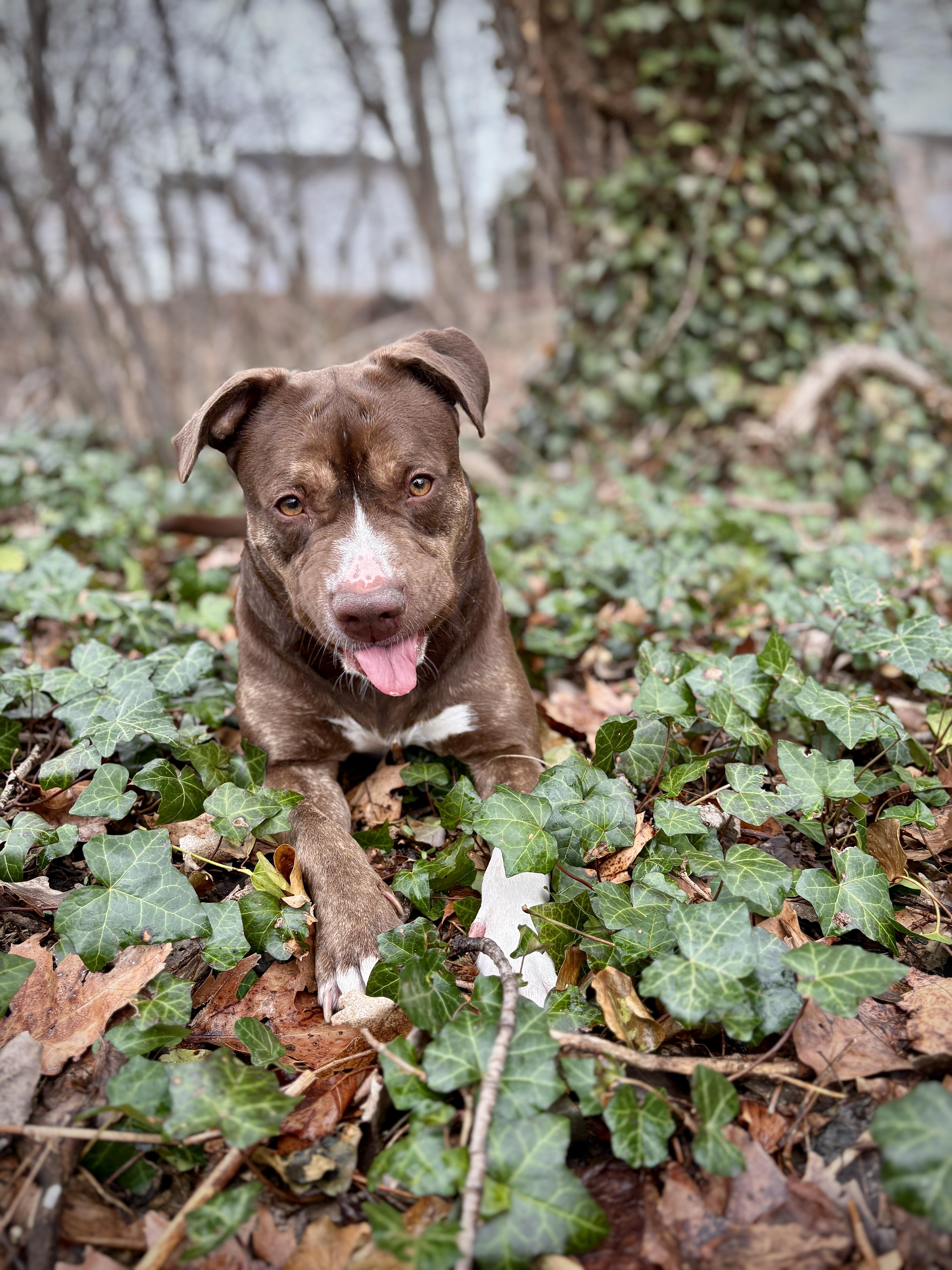 Enlarge Lady, a ADOPTABLE Pit Bull Terrier in Port Washington, NY image 6/6