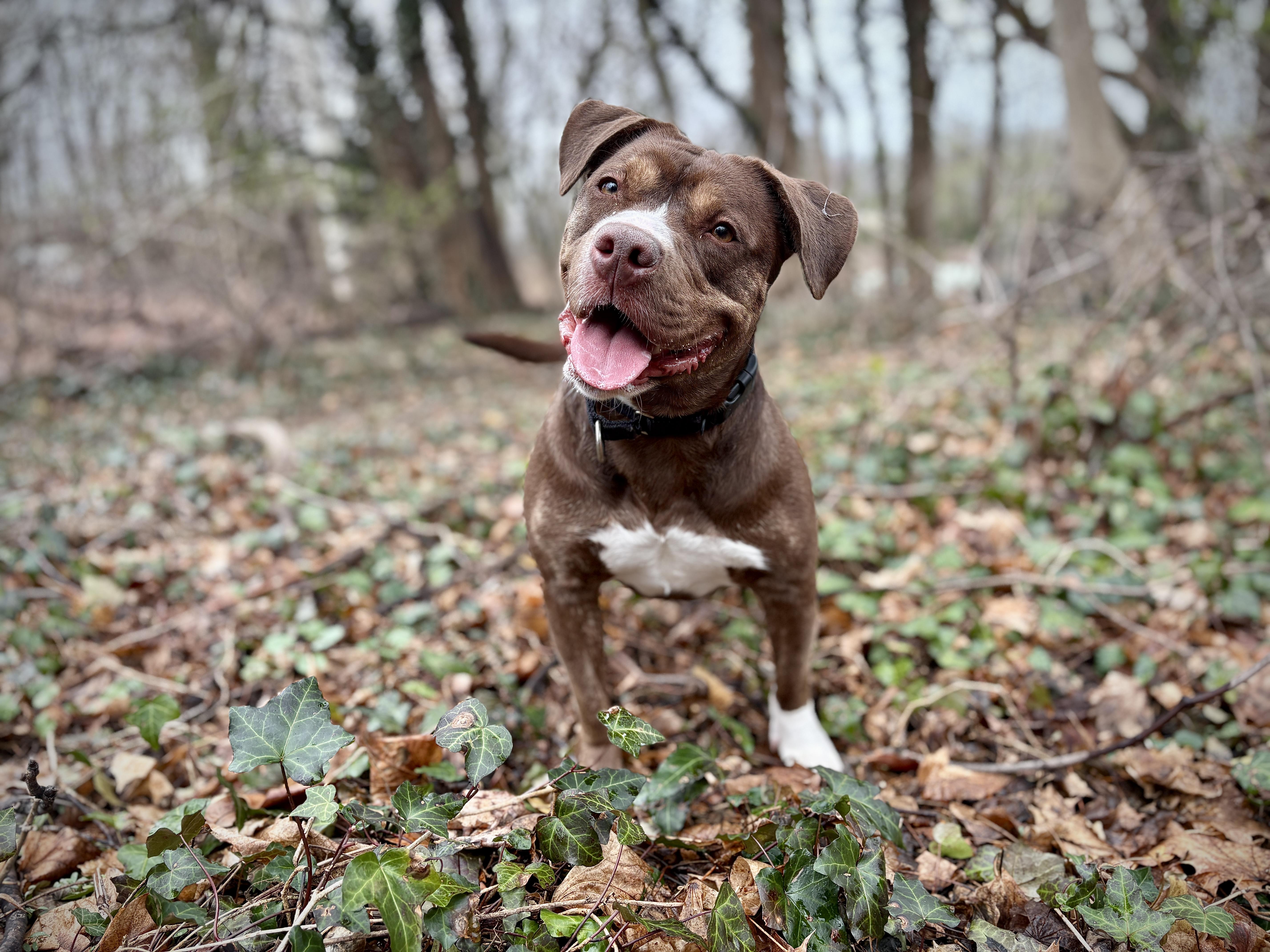 Lady, ADOPTABLE, Young Female Pit Bull Terrier.