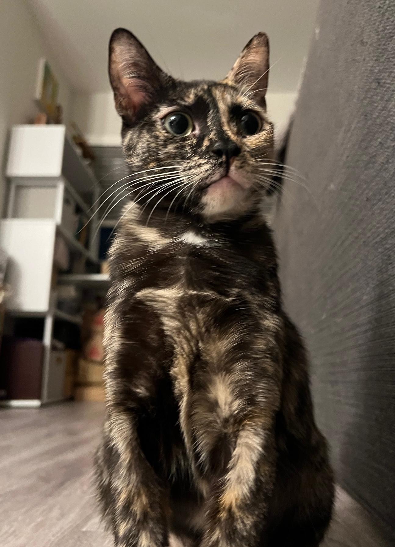 Enlarge Salem & Rembrandt, a Adoptable Domestic Short Hair in Sherman Oaks, CA image 1/6