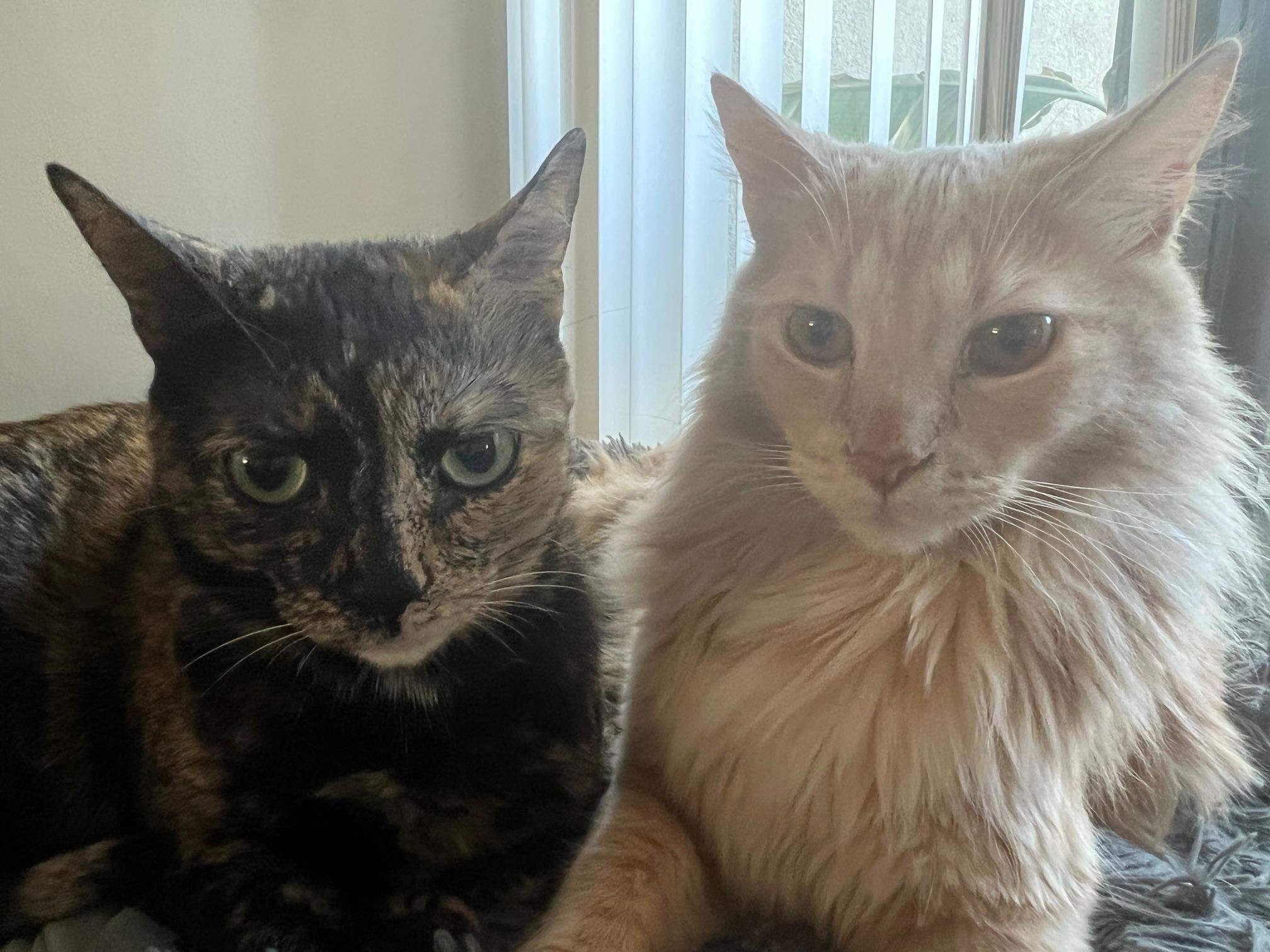 Enlarge Salem & Rembrandt, a Adoptable Domestic Short Hair in Sherman Oaks, CA image 3/6